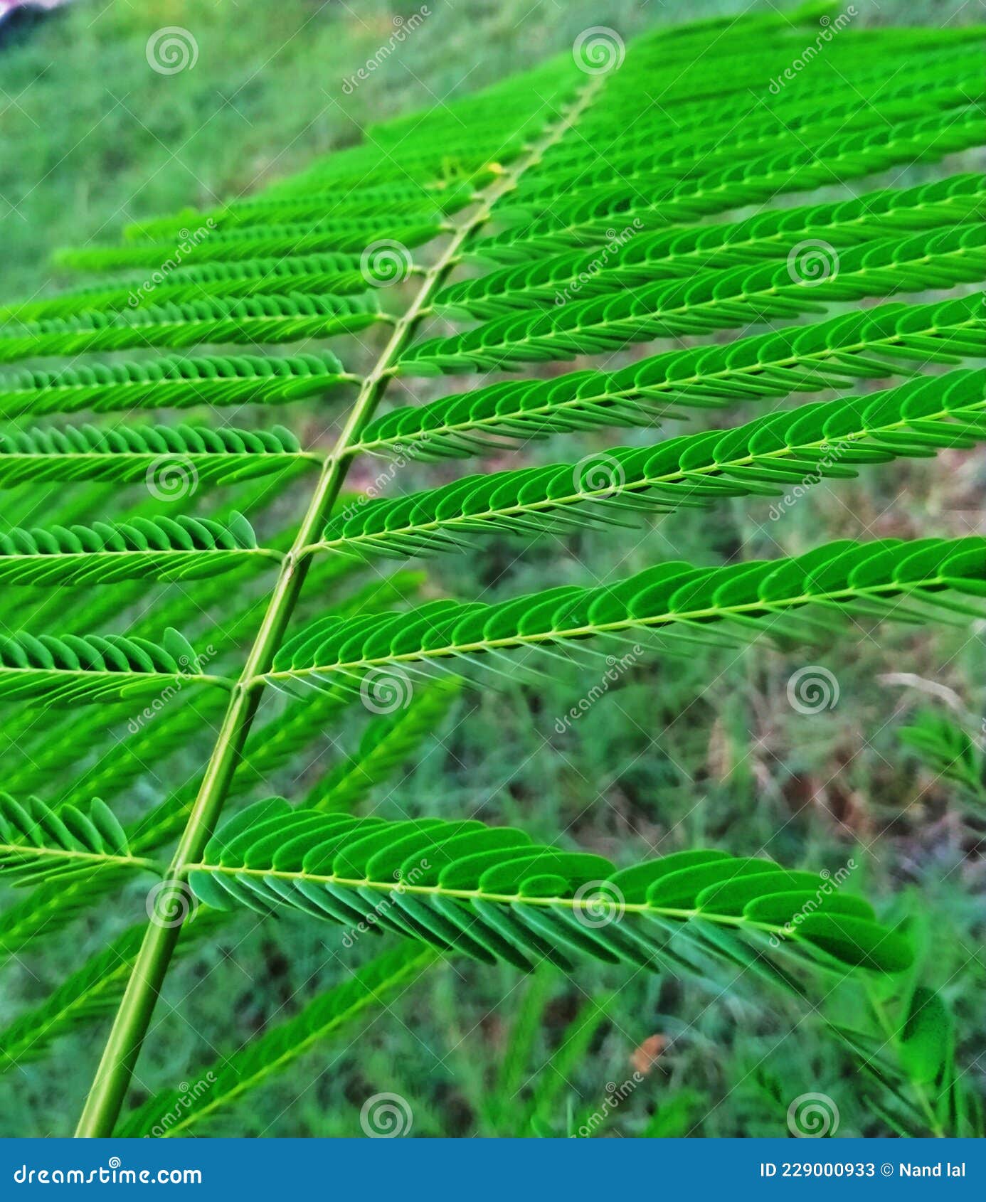 Persian Silk Tree Plant in Rajasthan India Stock Image Image of