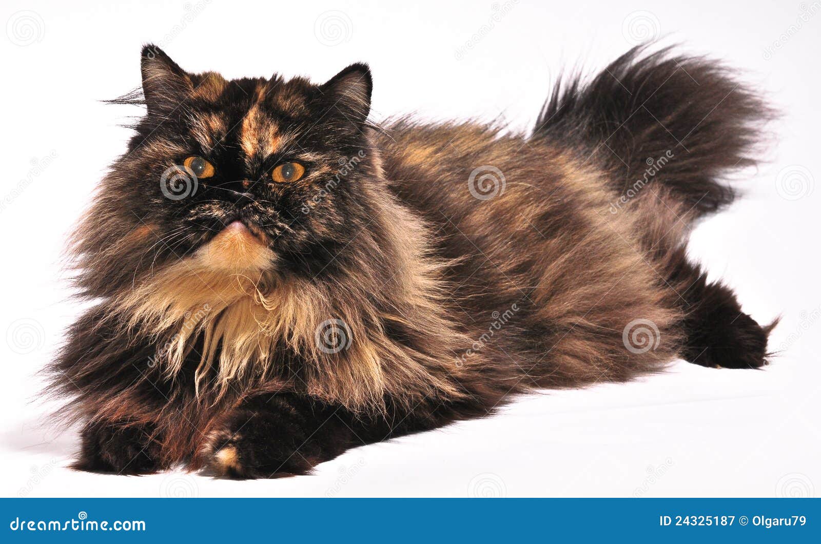 Persian Tortie Cat On The White Background Stock Image Image of