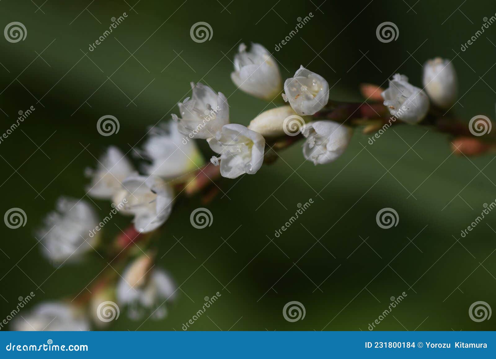persicaria japonica flowers.