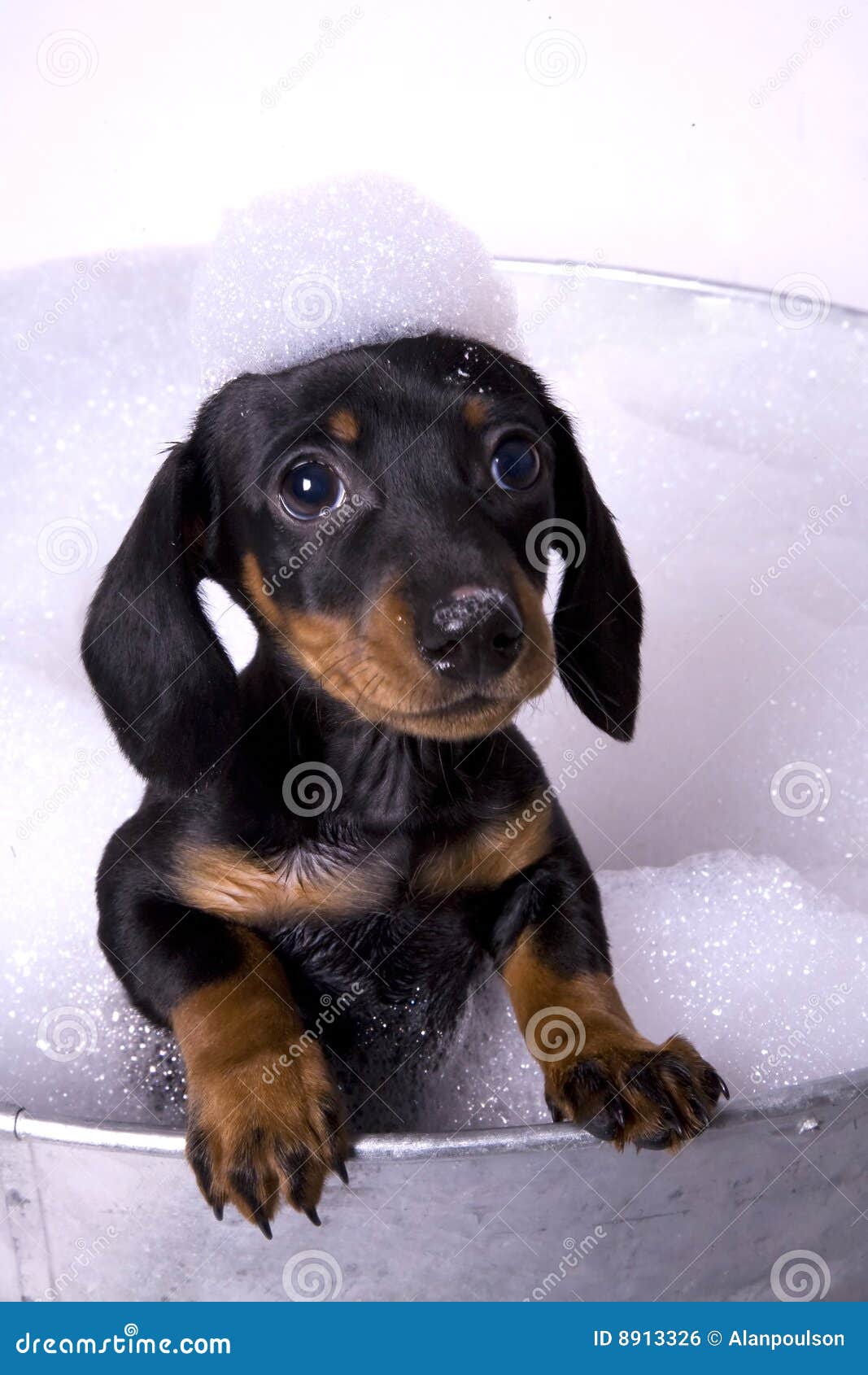 Persiga en un baño 5. Perro en una tina del metal con toneladas de burbujas.