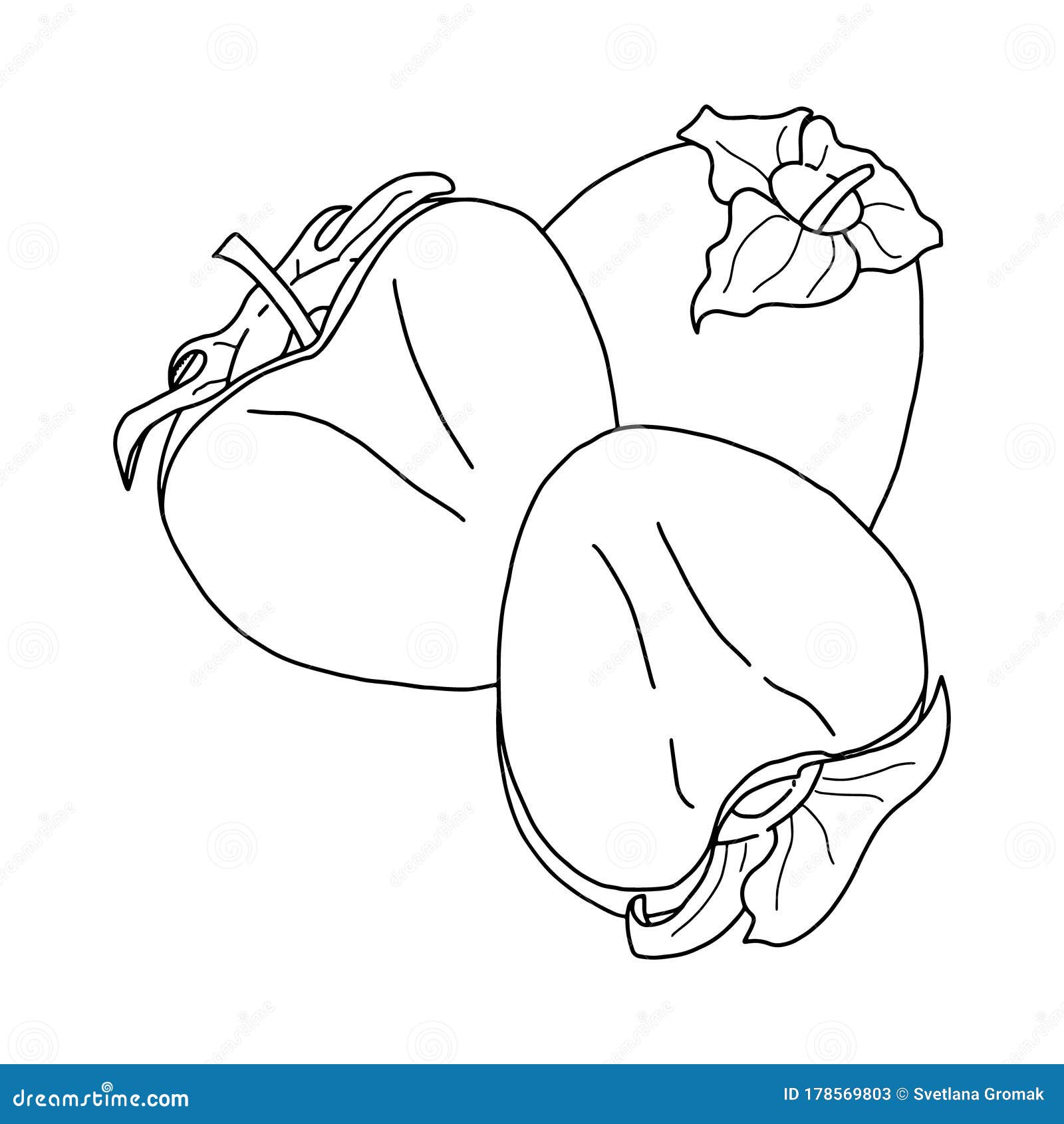 Persimmon Outline Drawing.Black And White Image Of A Fruit In The