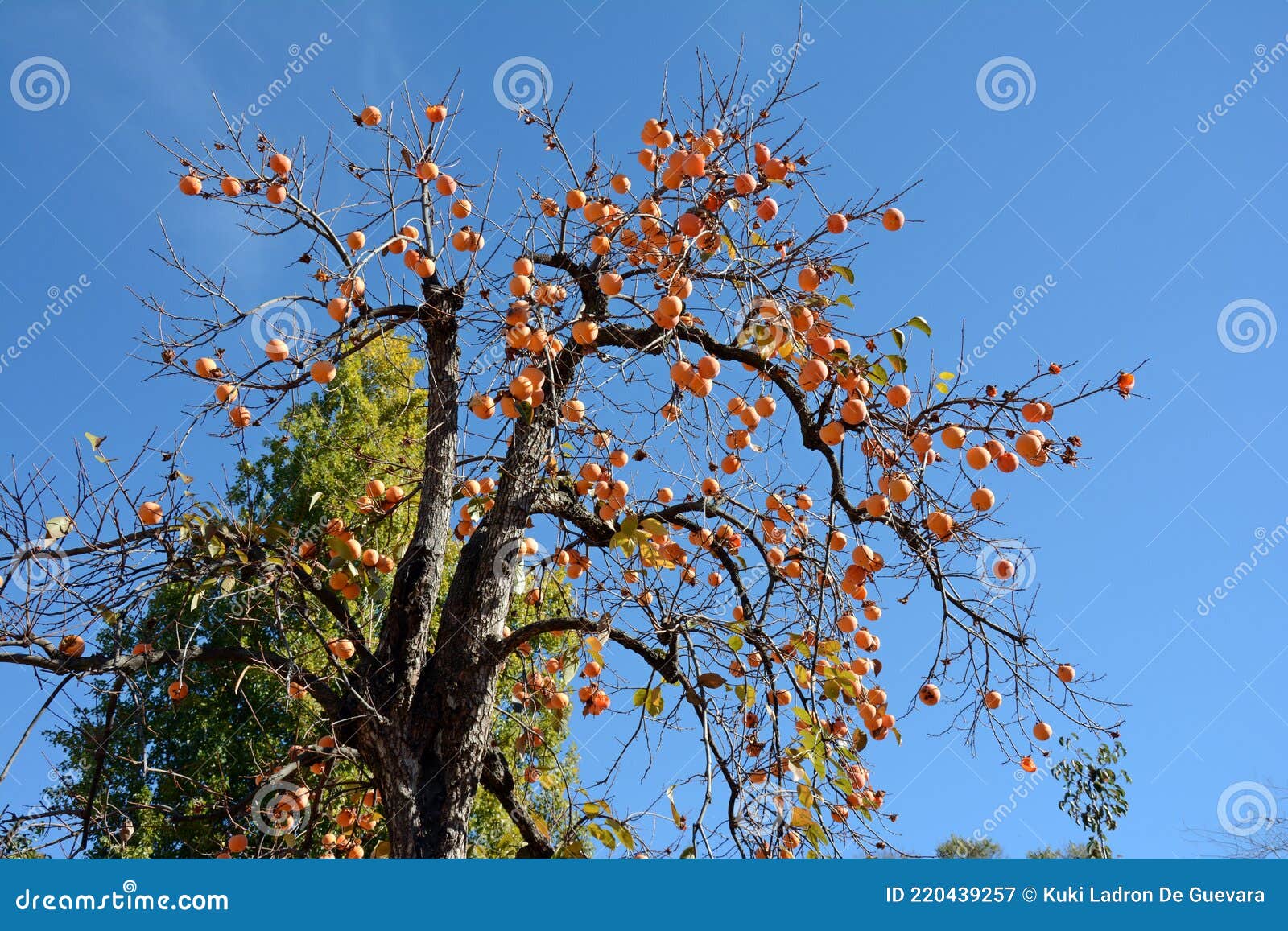 persimmon with its fruits