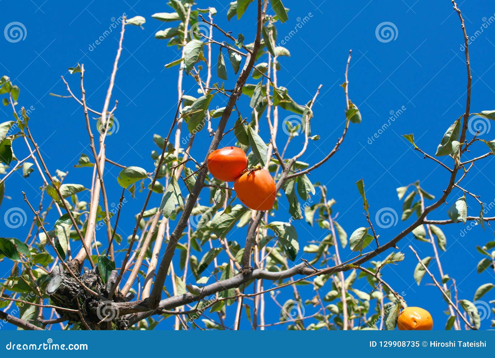 Persimmon, a Typical Delicious Fruit in Autumn in Japan Stock Image