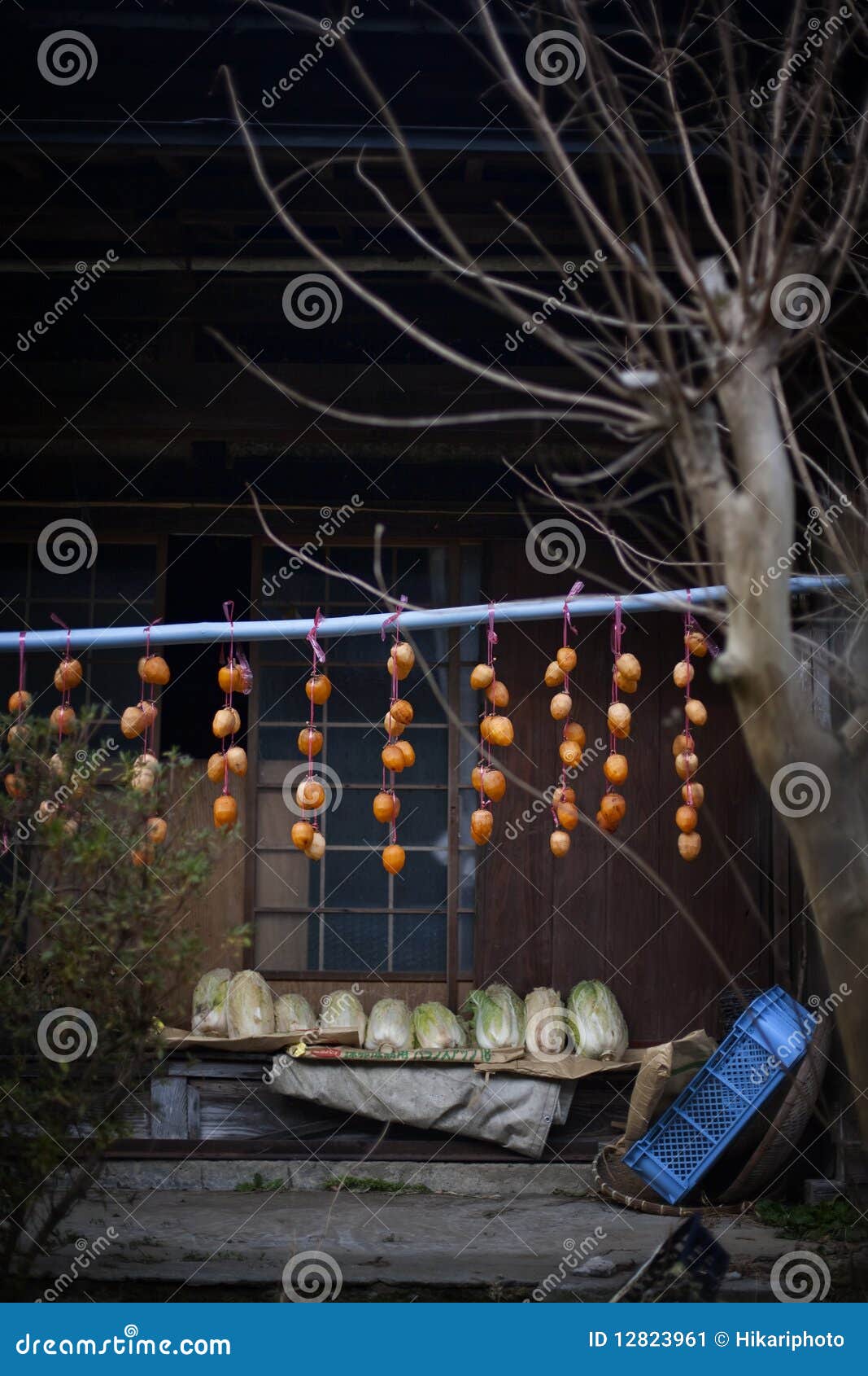 Persimmons drying stock image. Image of persimmon, ancient 12823961