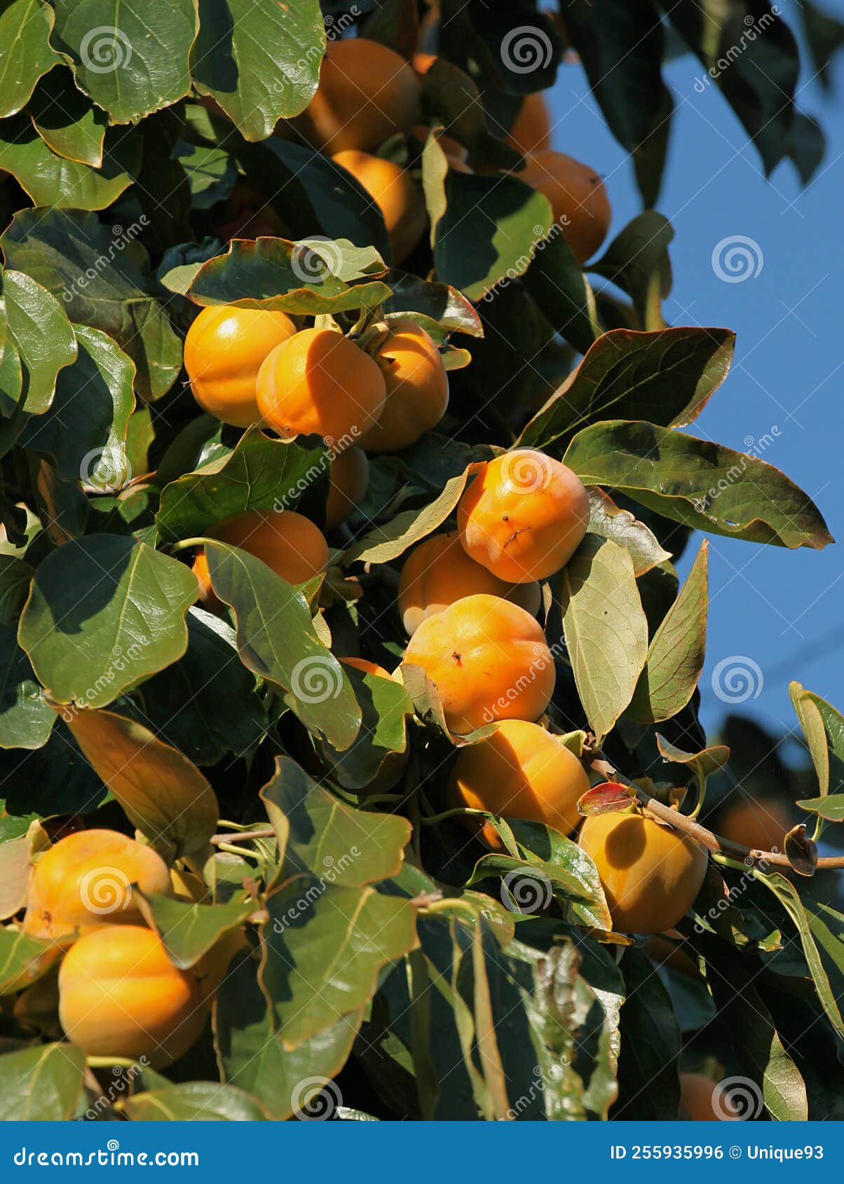 Persimmons in the tree stock photo. Image of kaki, fruit 255935996