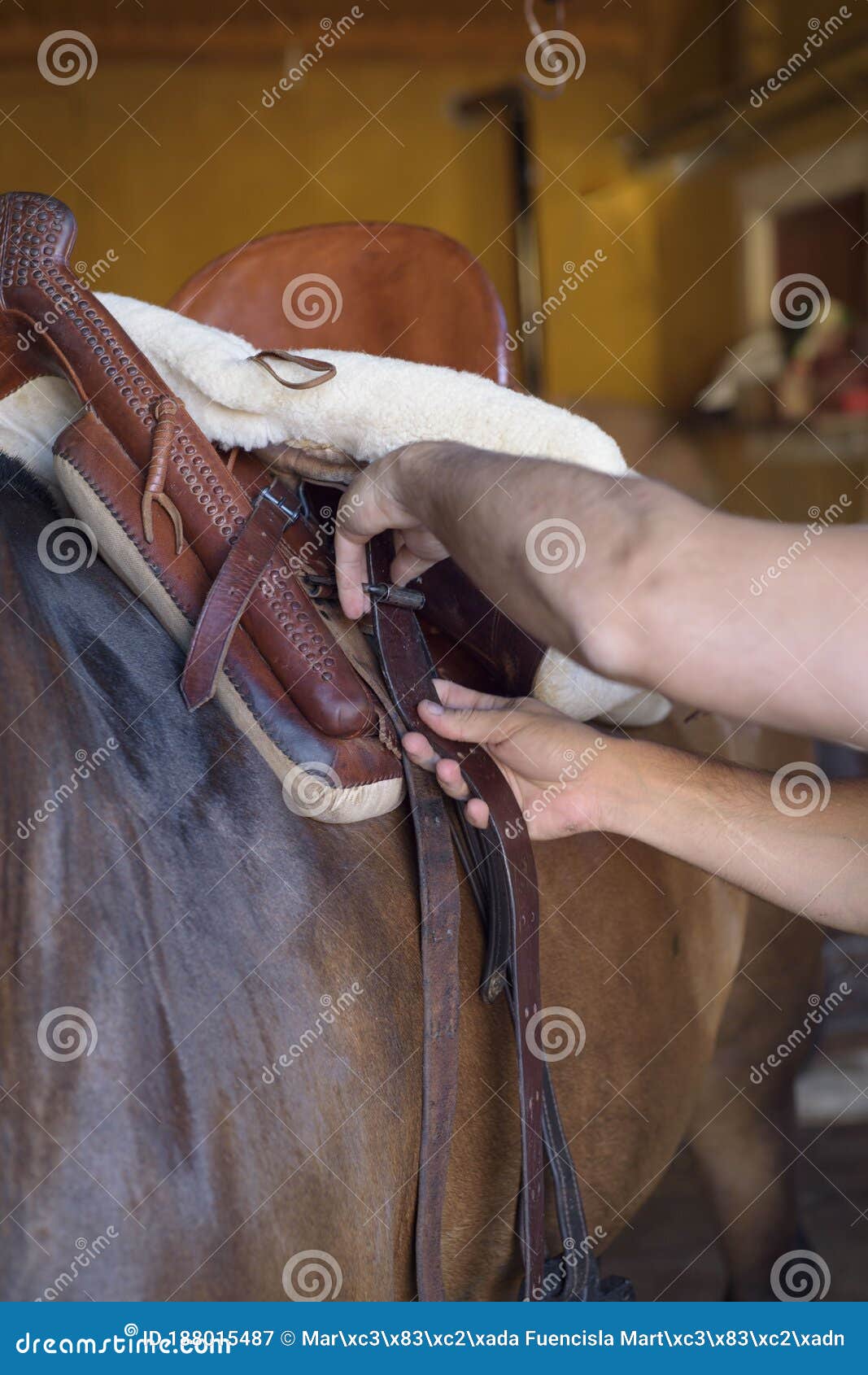 Person Adjusting the Saddle Strap To the Horse. Stock Image Image of