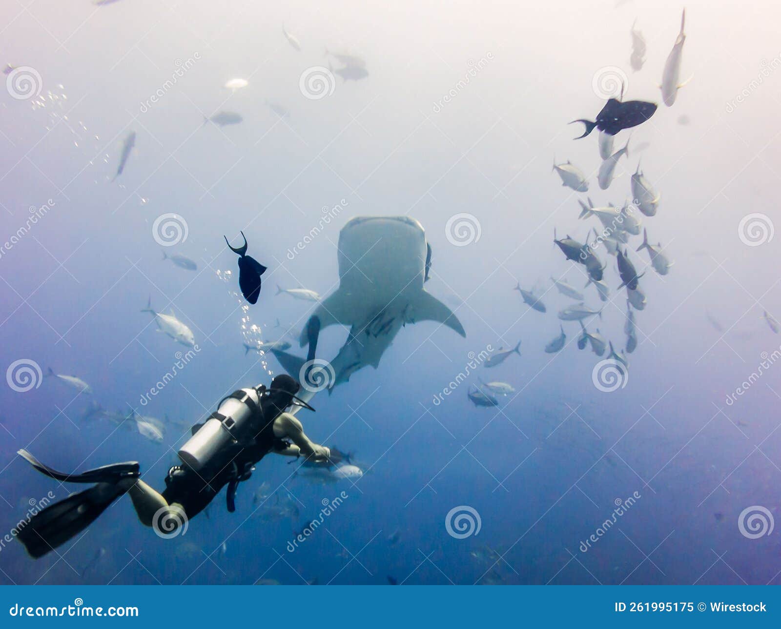 Person Diving in the Andaman Sea Stock Image Image of diver, ocean