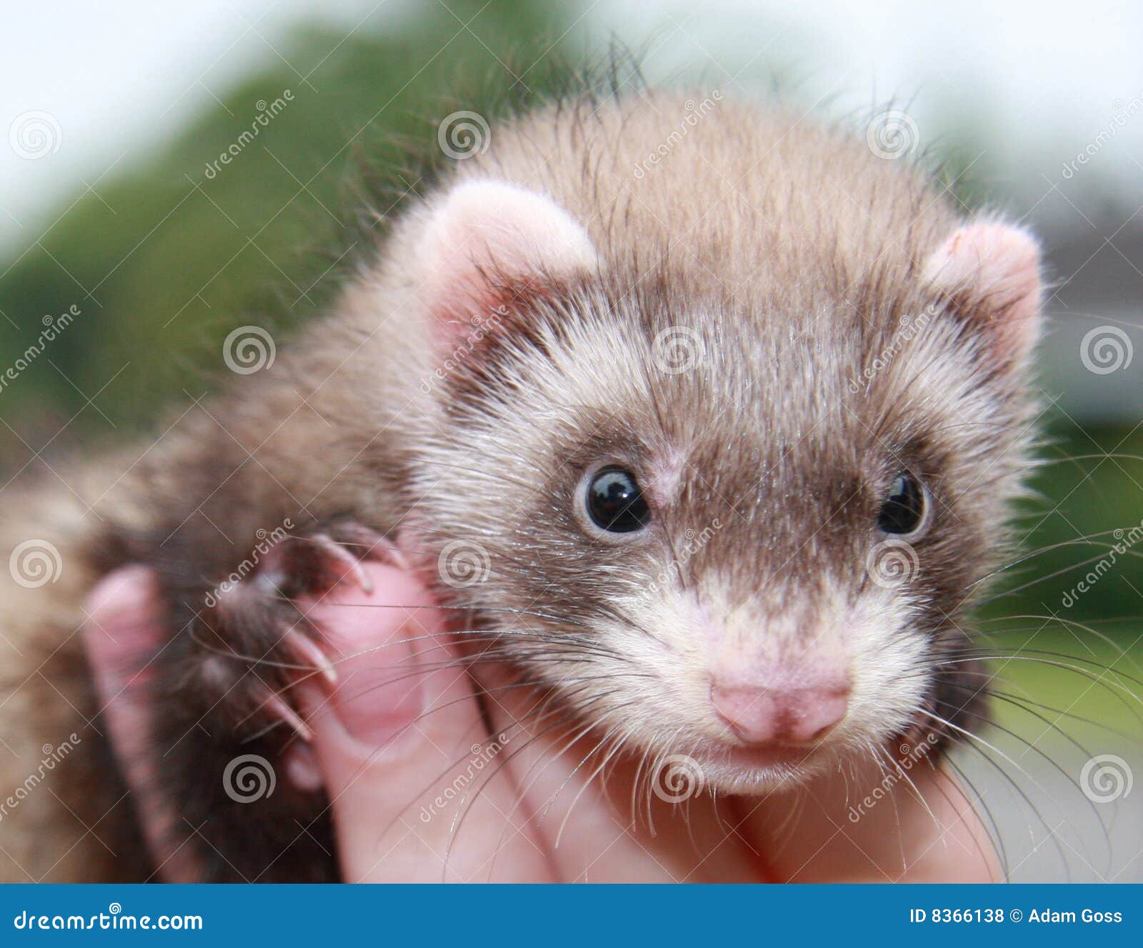 Person with ferret stock photo. Image of animal, alert 8366138