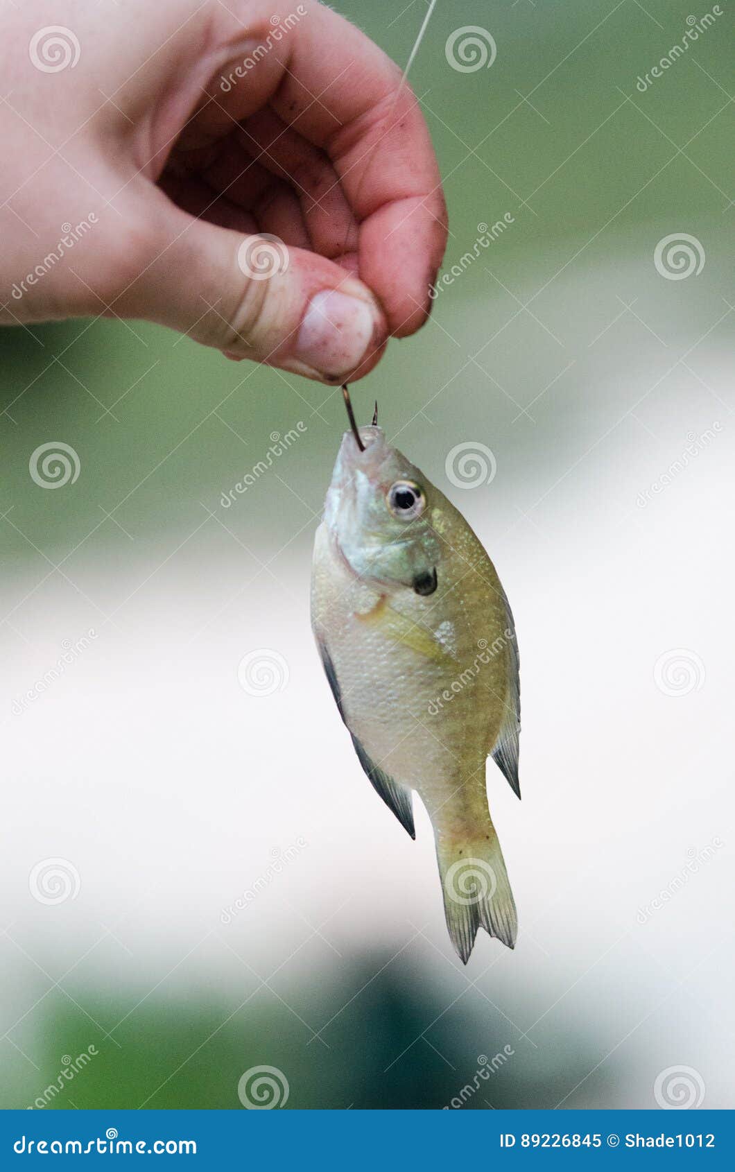 White fish hanging on a fishing line with a hook. Stock Photo by  ©George7423 313360554