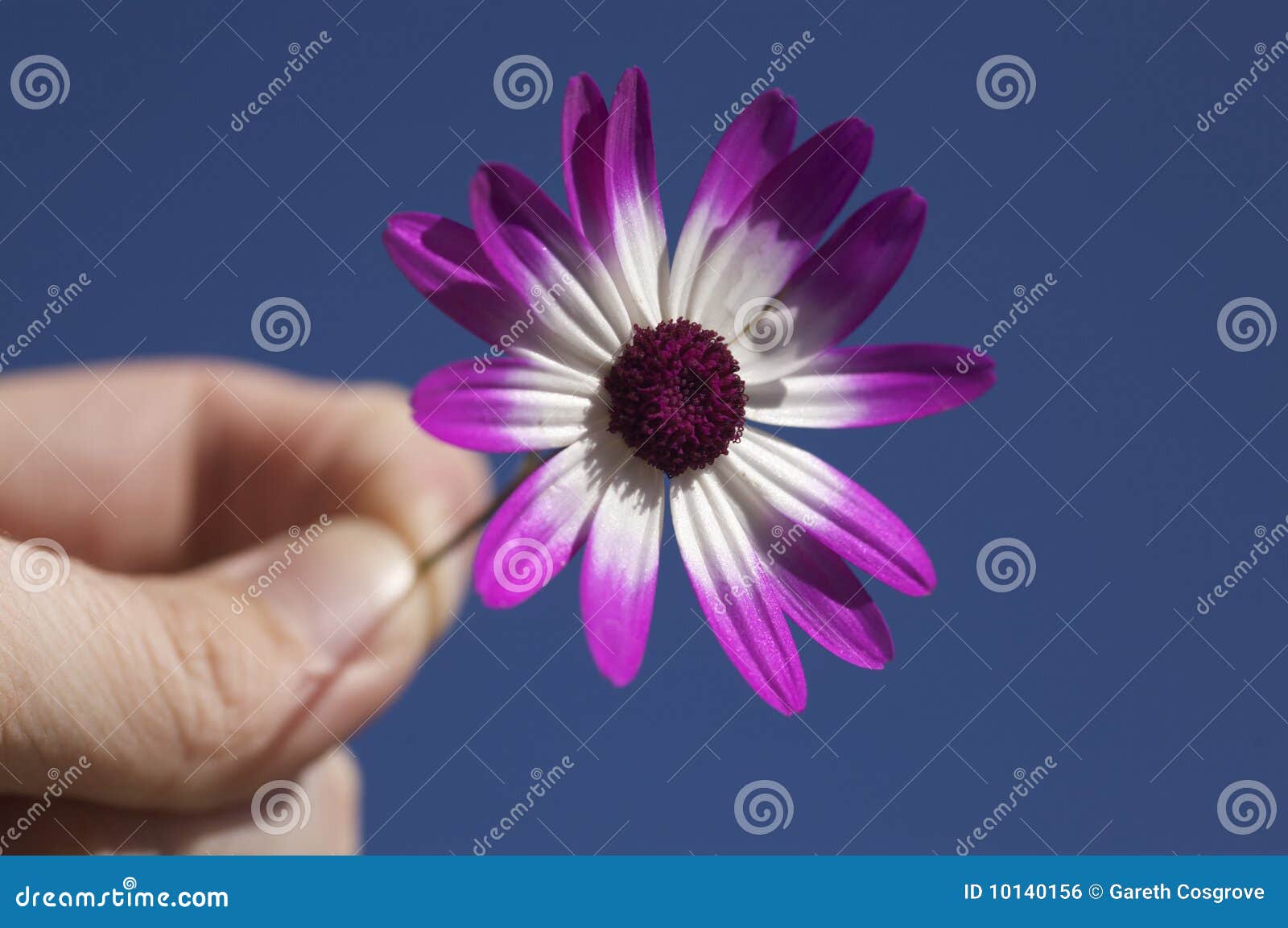 person holding flower 10140156