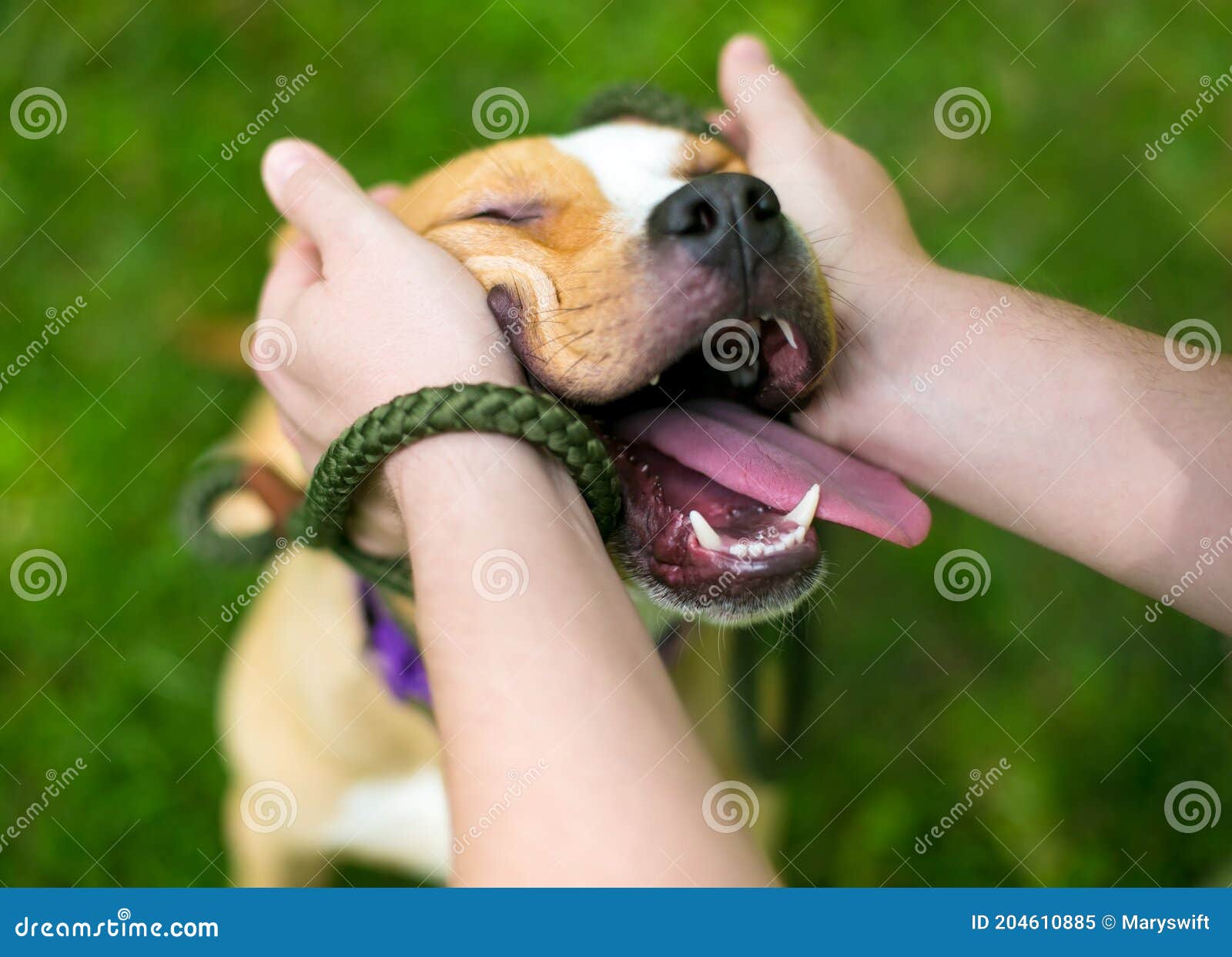 a person petting a happy pit bull terrier mixed breed dog