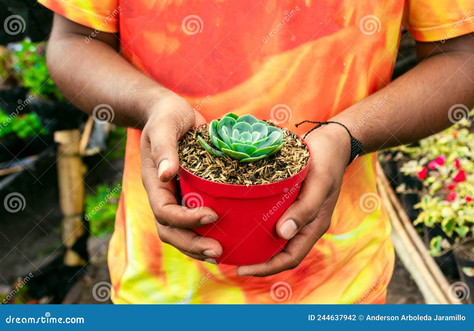 manos de persona sosteniendo maceta con planta