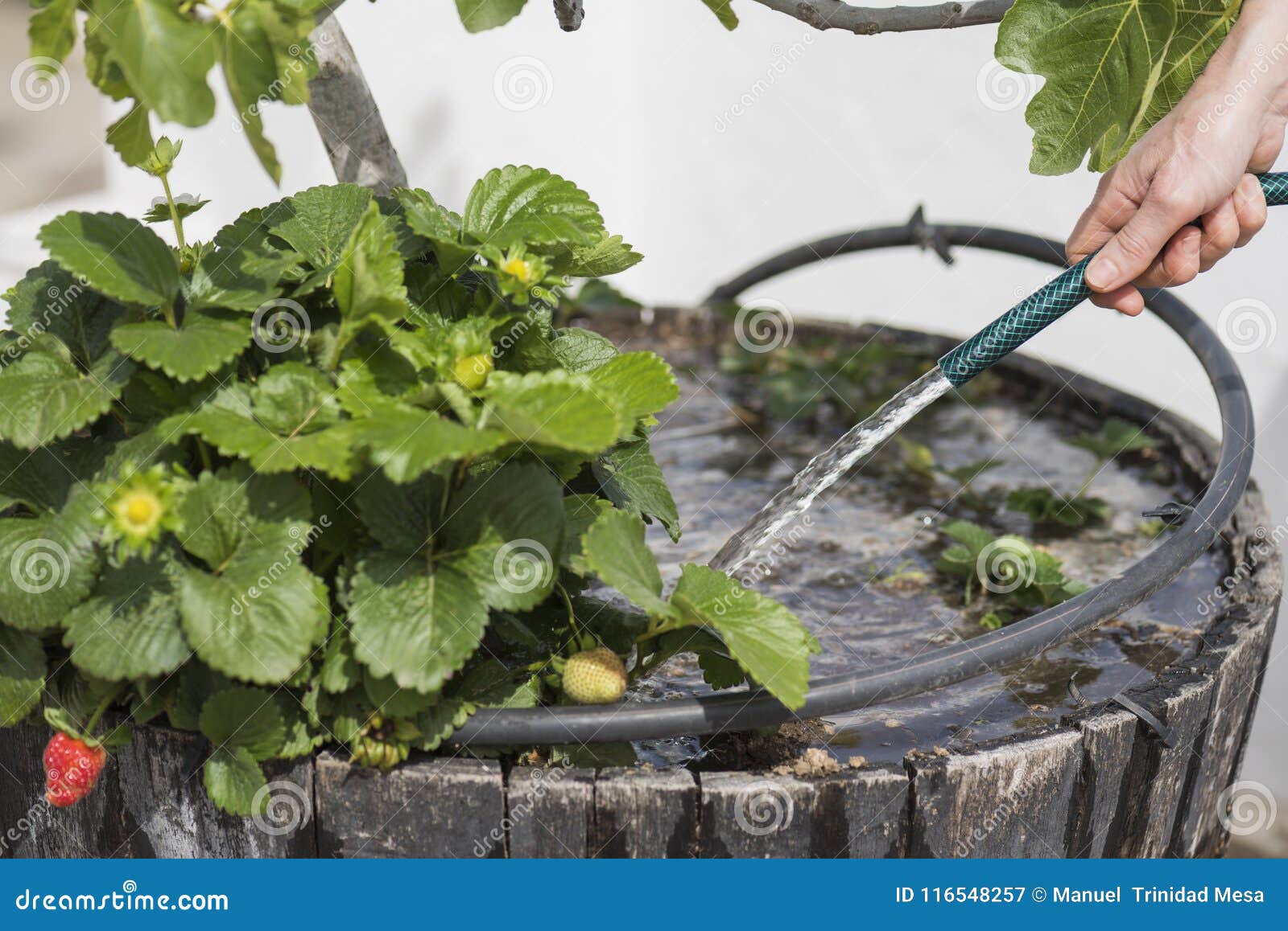 person watering the strawberry plants