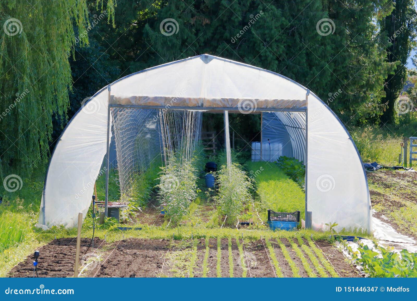 Personal Home Garden Greenhouse Stock Image Image Of Open Greenhouse 151446347