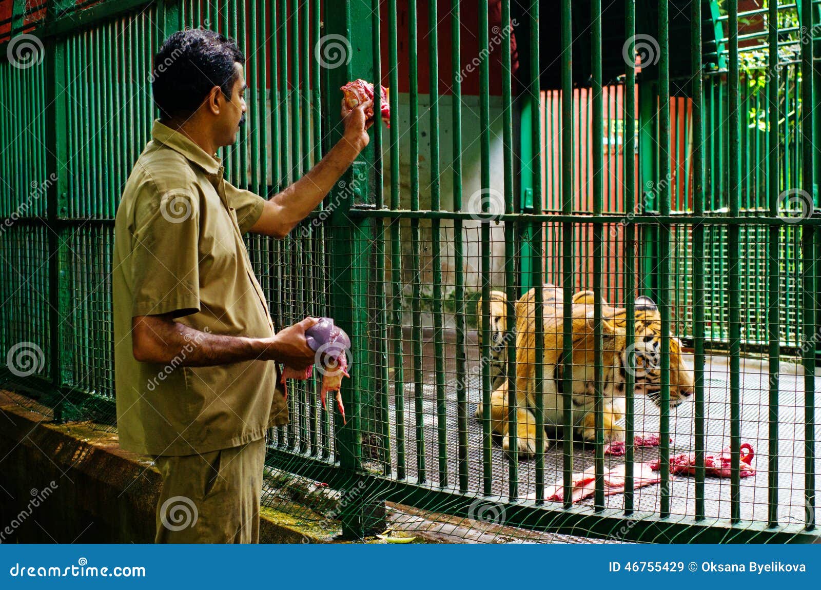 Personale tigre dell'alimentazione dello zoo di grande, India. THIRUVANANTHAPURAM, INDIA 16 OTTOBRE: Personale tigre dell'alimentazione dello zoo di grande in Thiruvananthapuram, Kerala, India il 16 ottobre 2014