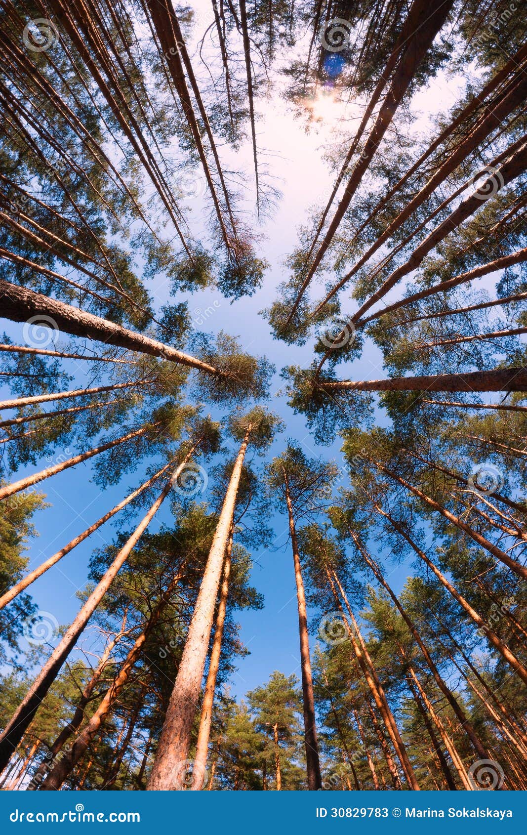 VERTICAL: Raízes de um pinheiro alto crescem sobre um toco velho decaindo  na floresta tropical Hoh fotos, imagens de © Prostock #489763466