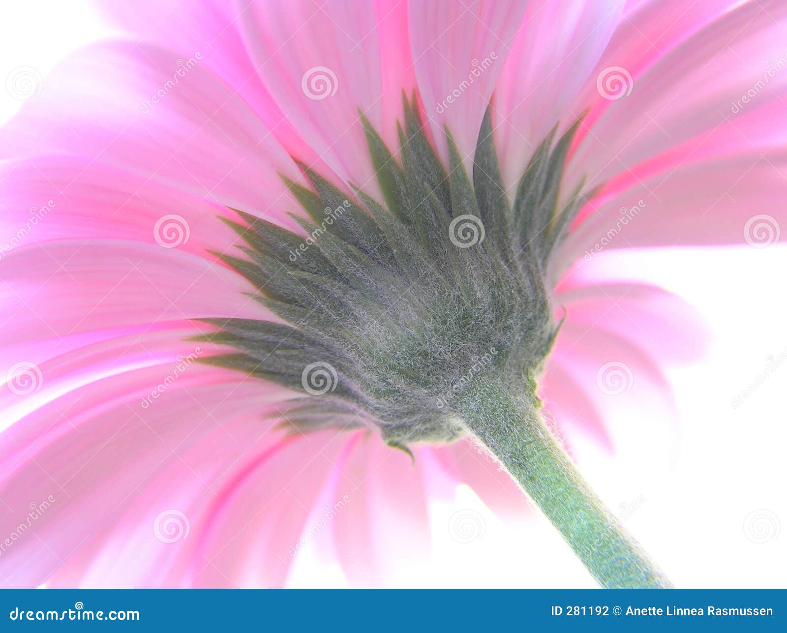 a perspective shot of a pink gerbera