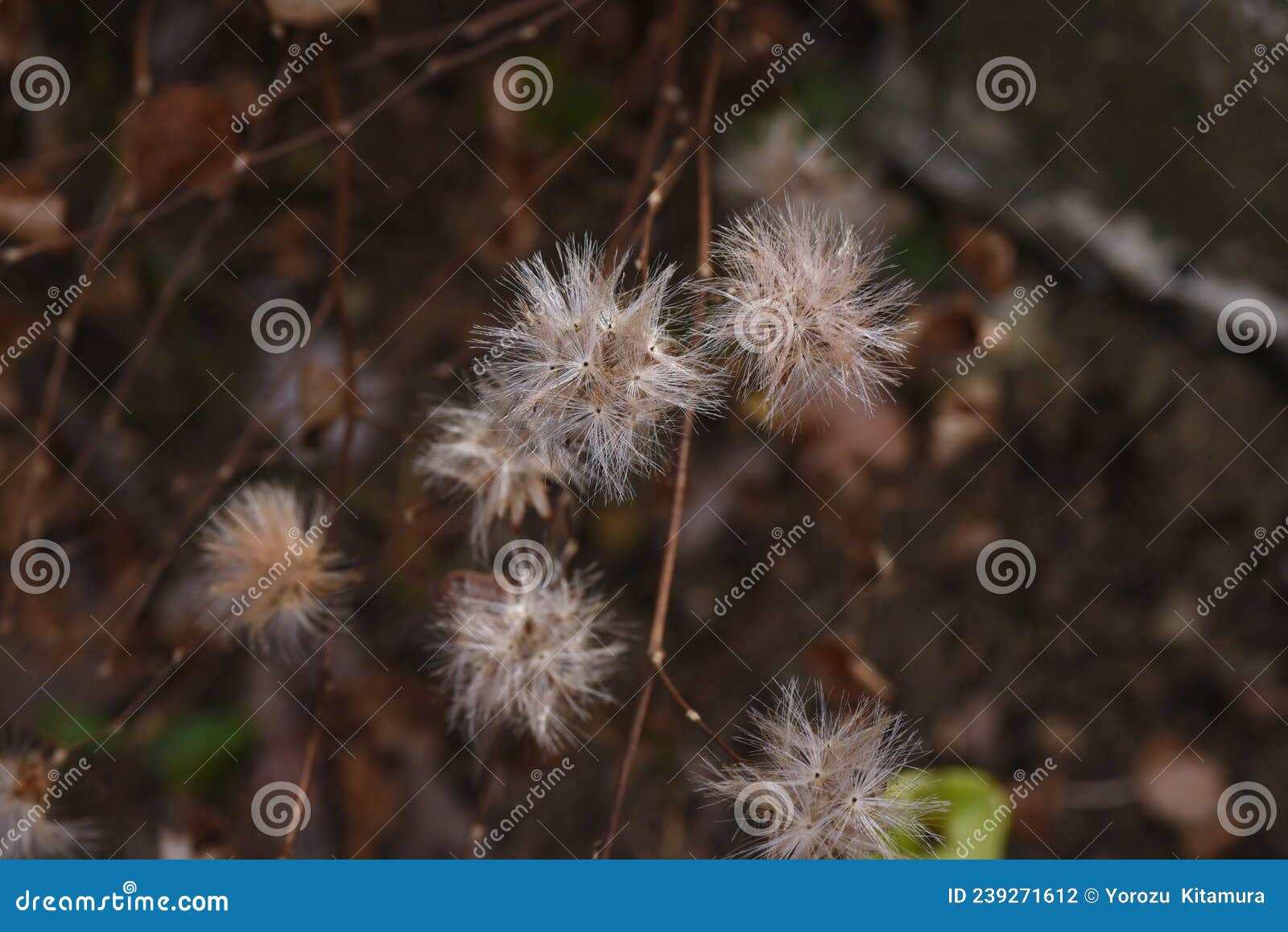 pertya scandens fluff and seeds.
