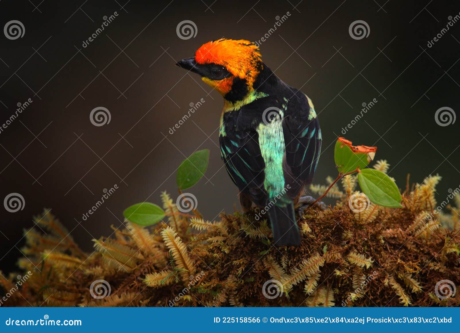 peru wildlife. flame-faced tanager, tangara parzudakii, sitting on beautiful mossy branch. bird from peru. birdwatching in south