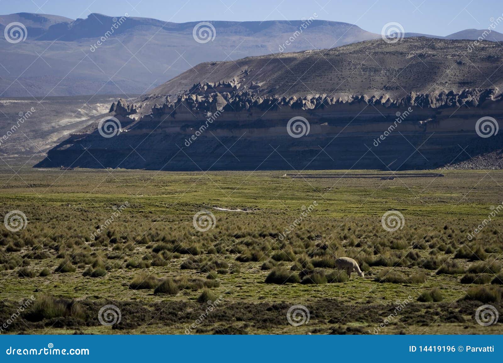 peruvian altiplano with alpaca