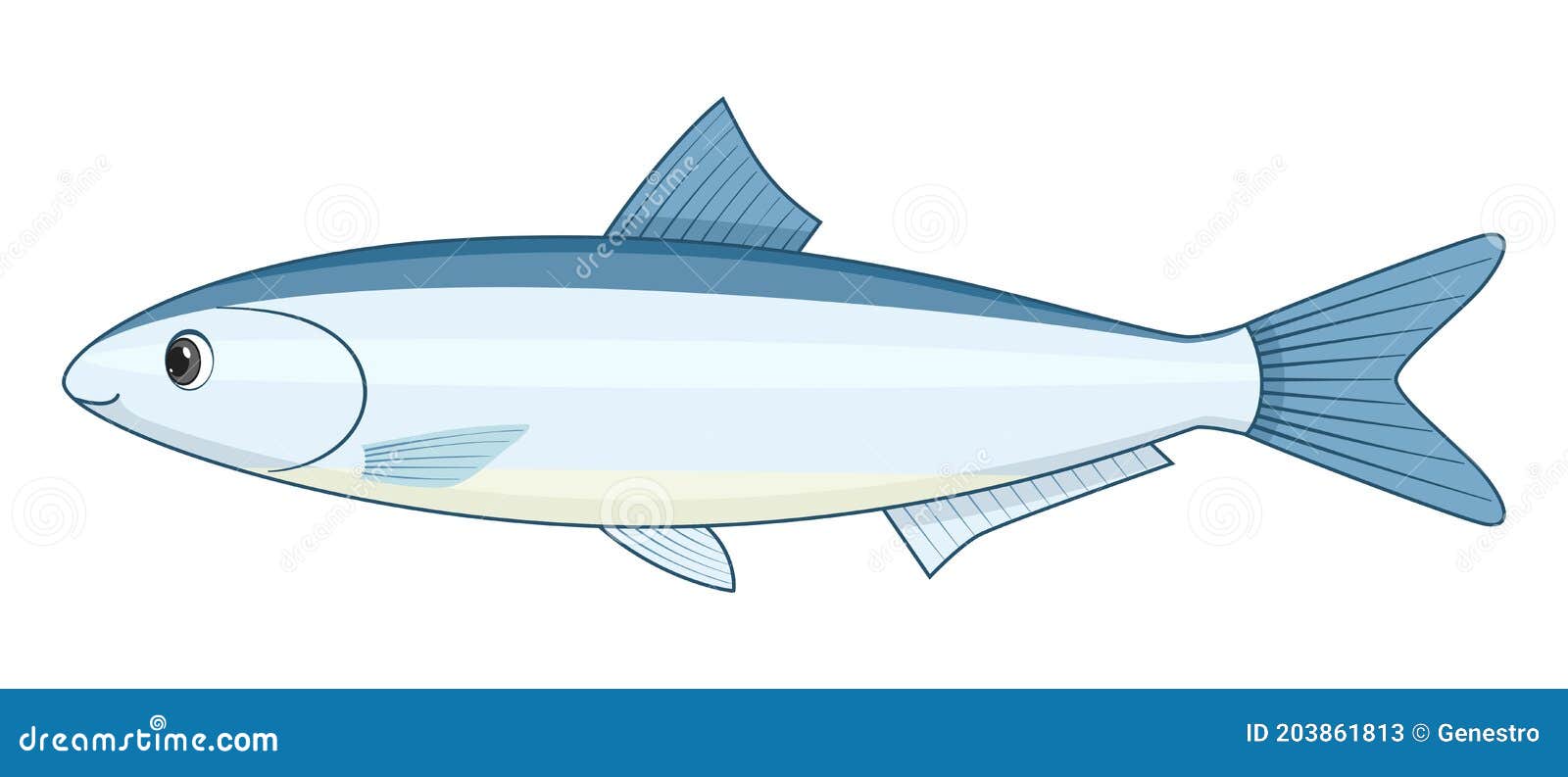 Peruvian Anchovy Fish on a White Background Stock Vector Illustration