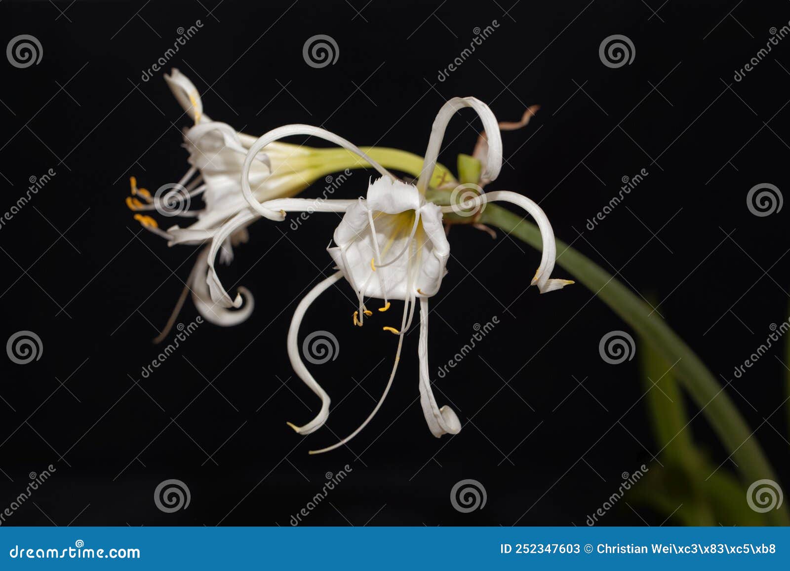 Peruvian Daffodil, Hymenocallis festalis