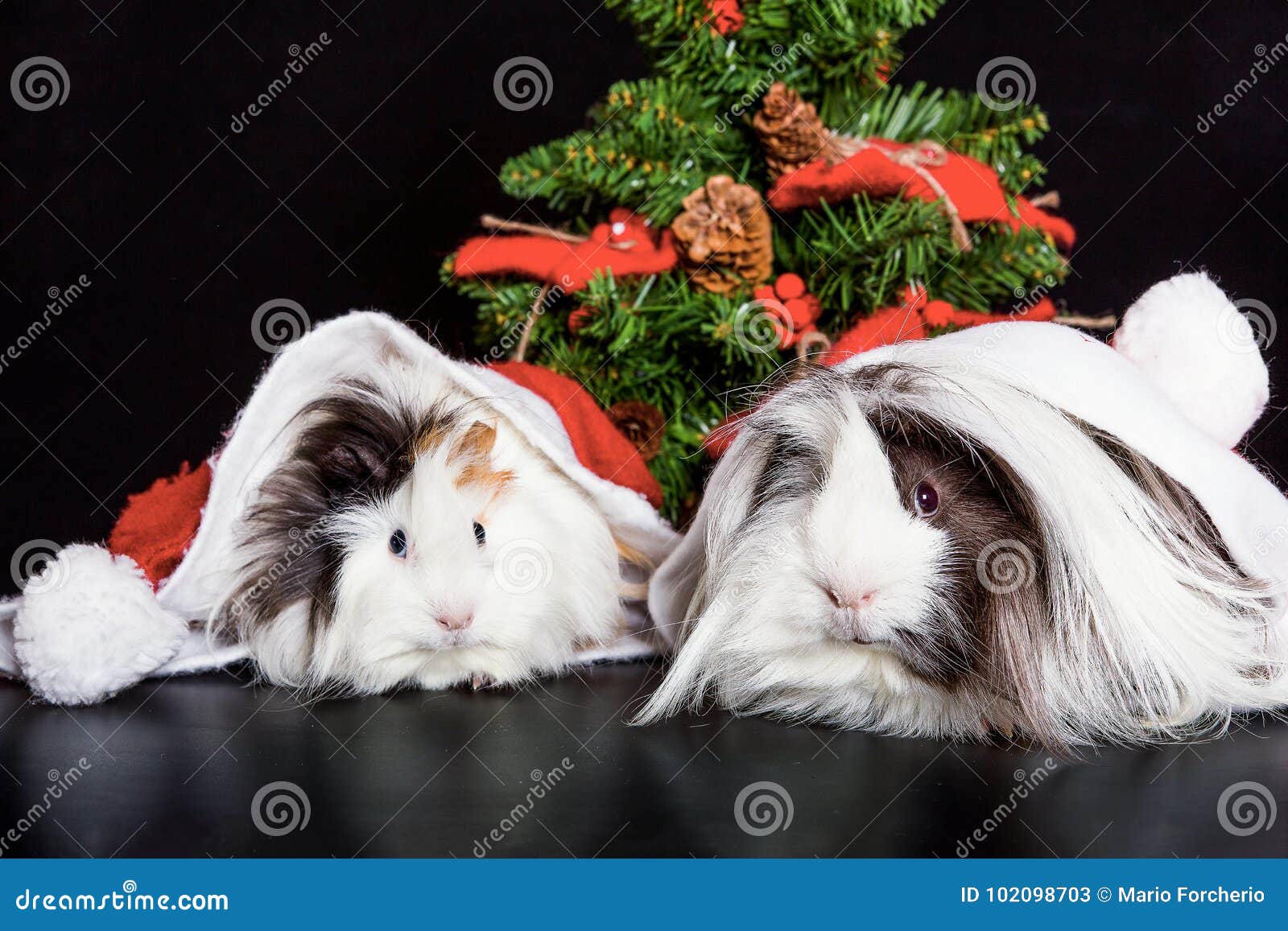 Peruvian Guinea Pigs with Christmas Cap and Tree Stock Image Image of