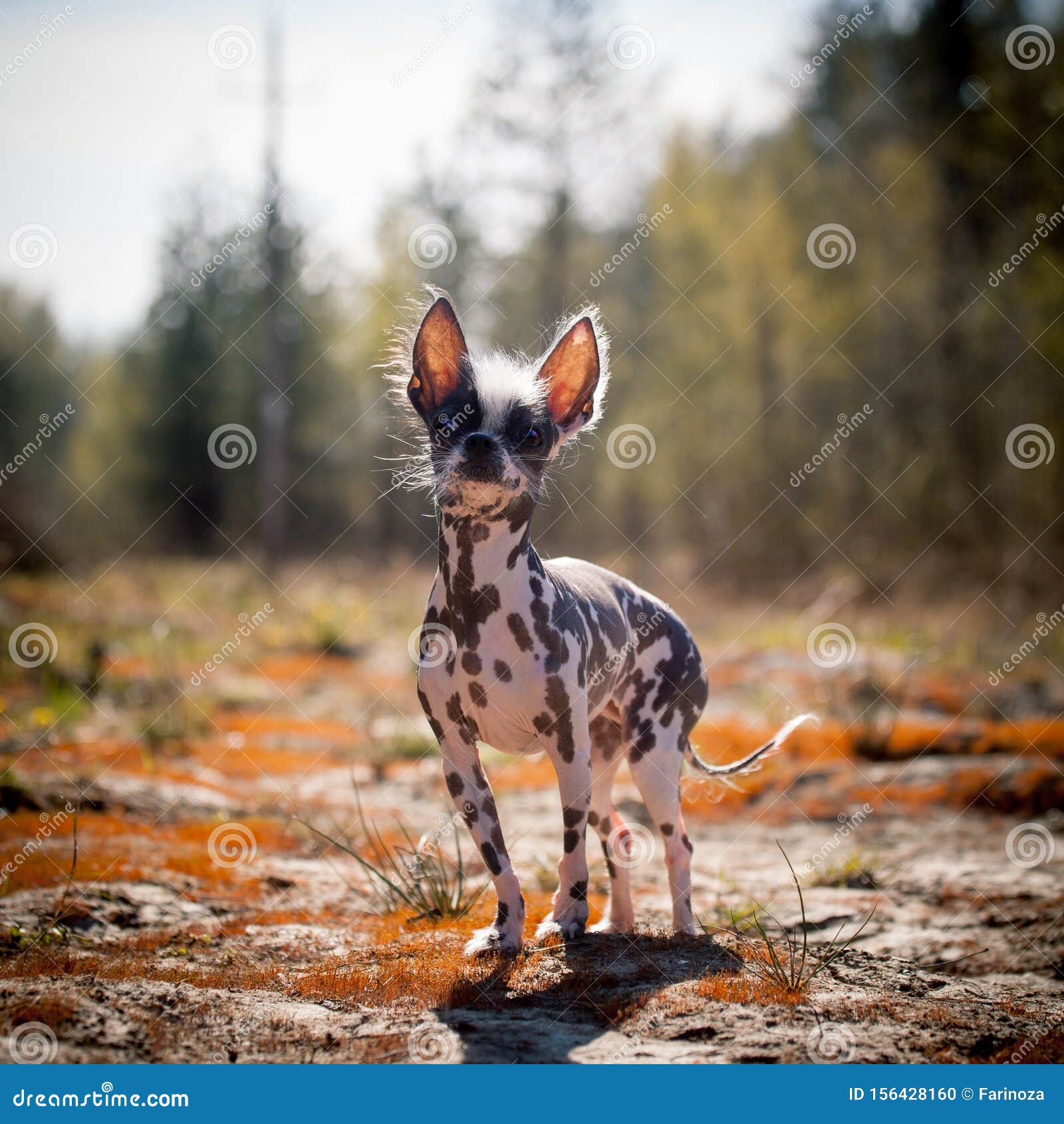Peruvian Hairless And Chihuahua Mix Dog On Red Moss Stock Photo Image Of Ground Little