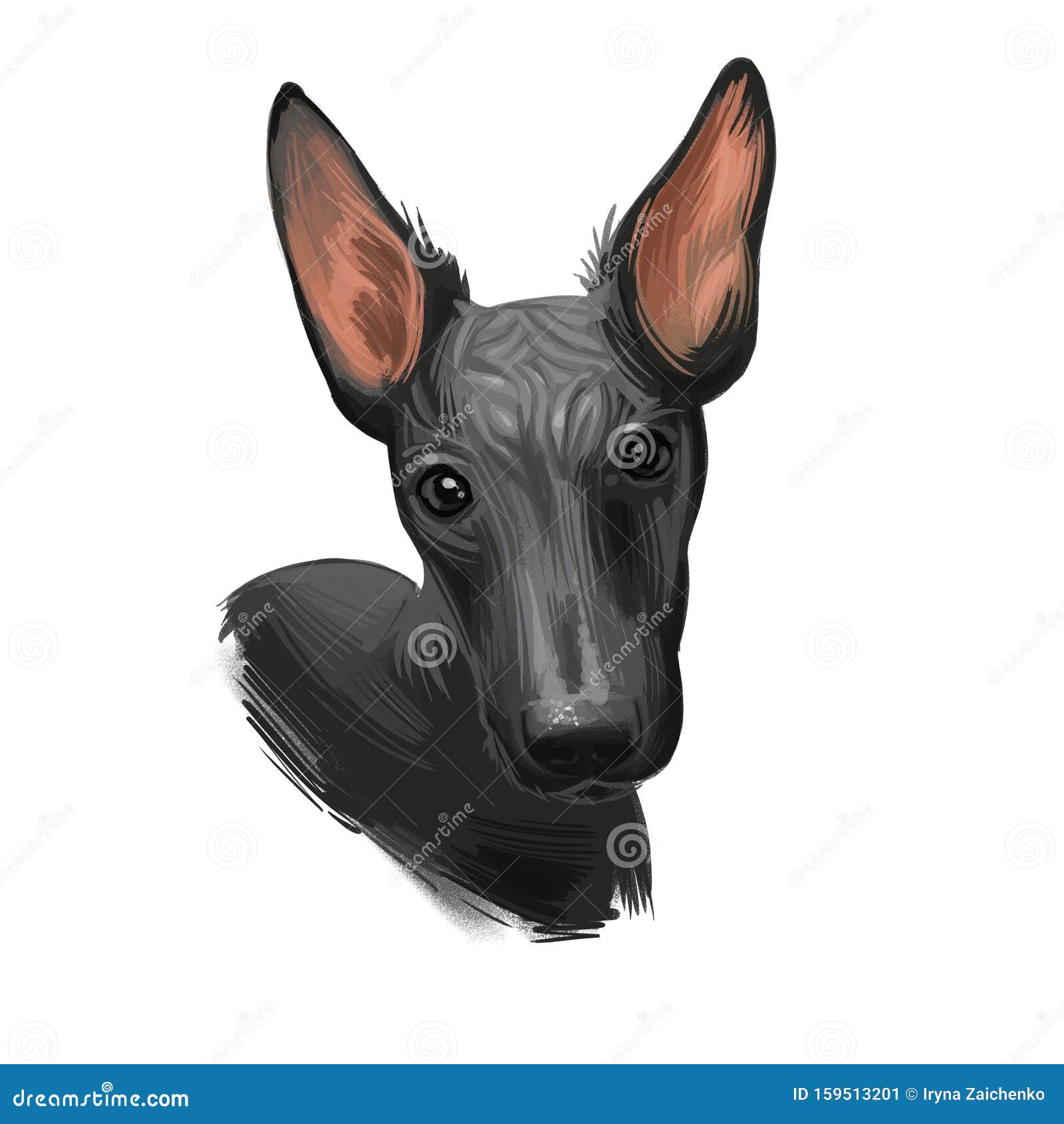 peruvian hairless dog portrait . digital for web, t-shirt print and puppy food cover , clipart. perro sin pelo de