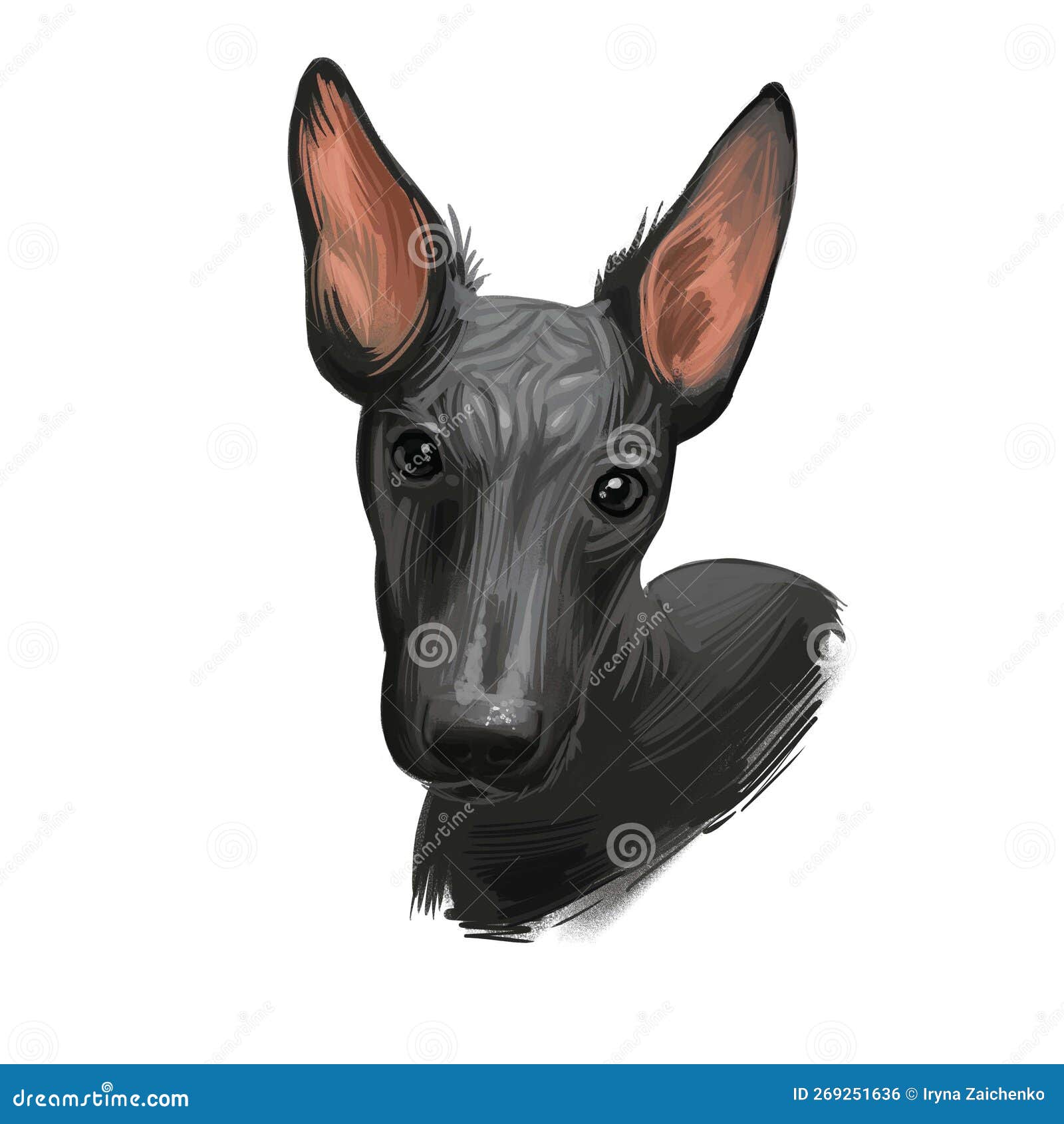 peruvian hairless dog portrait . digital for web, t-shirt print and puppy food cover , clipart. perro sin pelo de