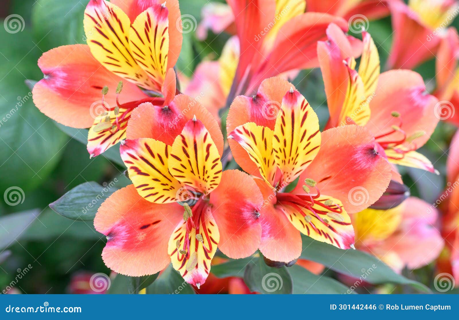 peruvian lily alstroemeria indian summer, coppery-orange and yellow flowers