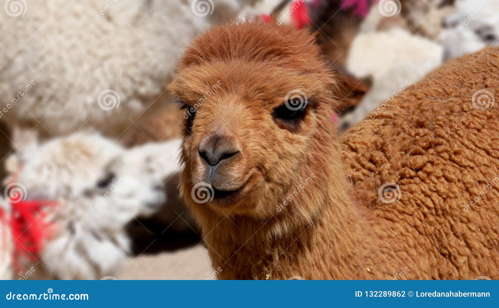 Peruvian Llamas, the Famous South American Animal, Peru Stock Photo - Image  of peruvian, llamas: 132289862