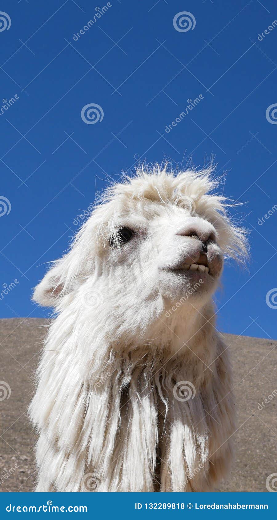 Peruvian Llamas, the Famous South American Animal, Peru Stock Photo - Image  of famous, llamas: 132289818
