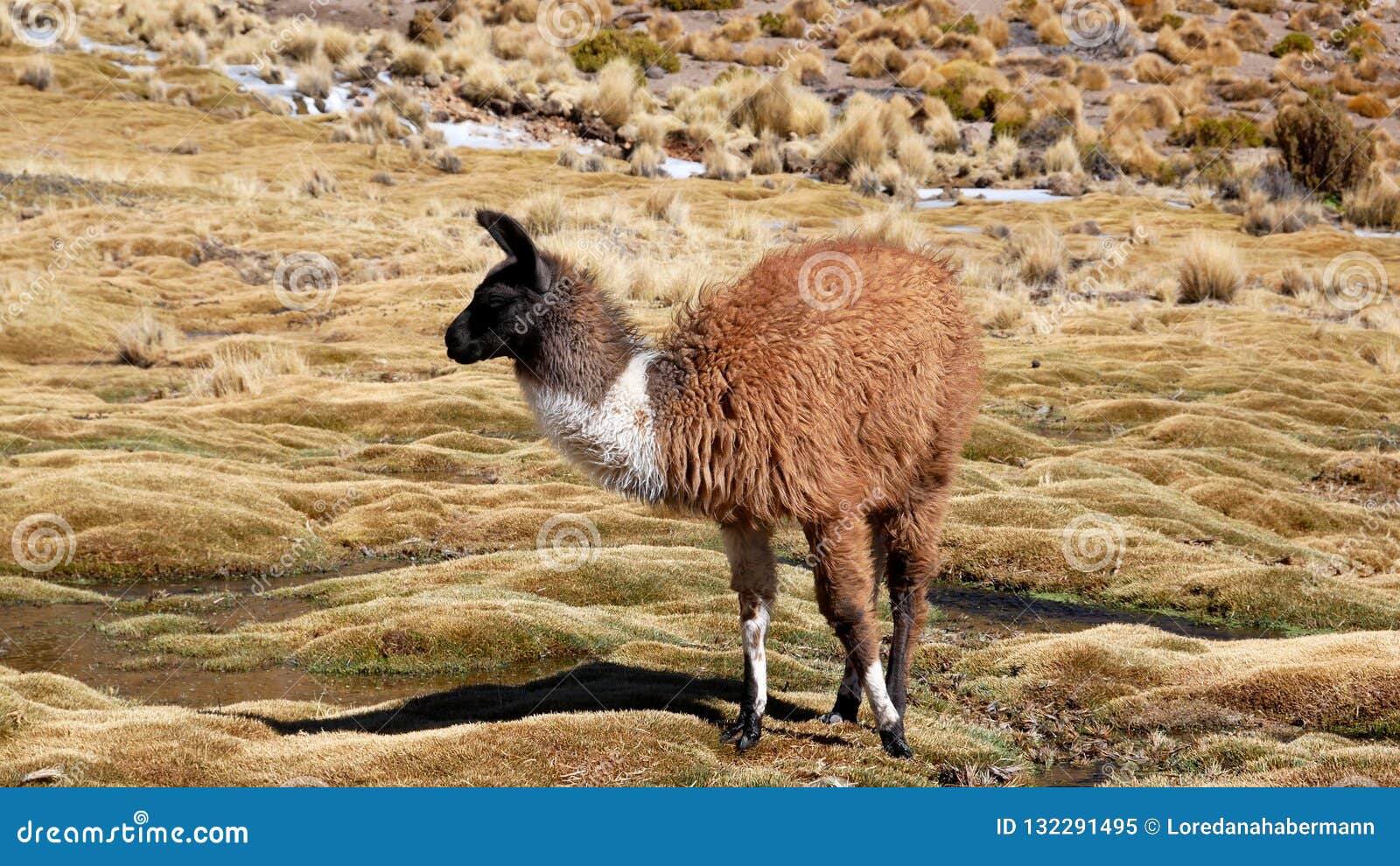 Peruvian Llamas, the Famous South American Animal, Peru Stock Image - Image of american, animal: 132291495 Peruvian Llamas, the Famous South American Animal, Peru Stock Image - Image of american, animal: 132291495