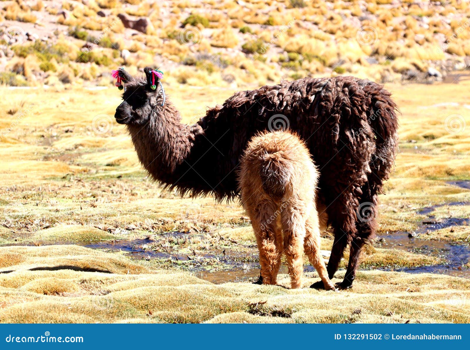 Peruvian Llamas, the Famous South American Animal, Peru Stock Photo - Image  of peruvian, south: 132291502