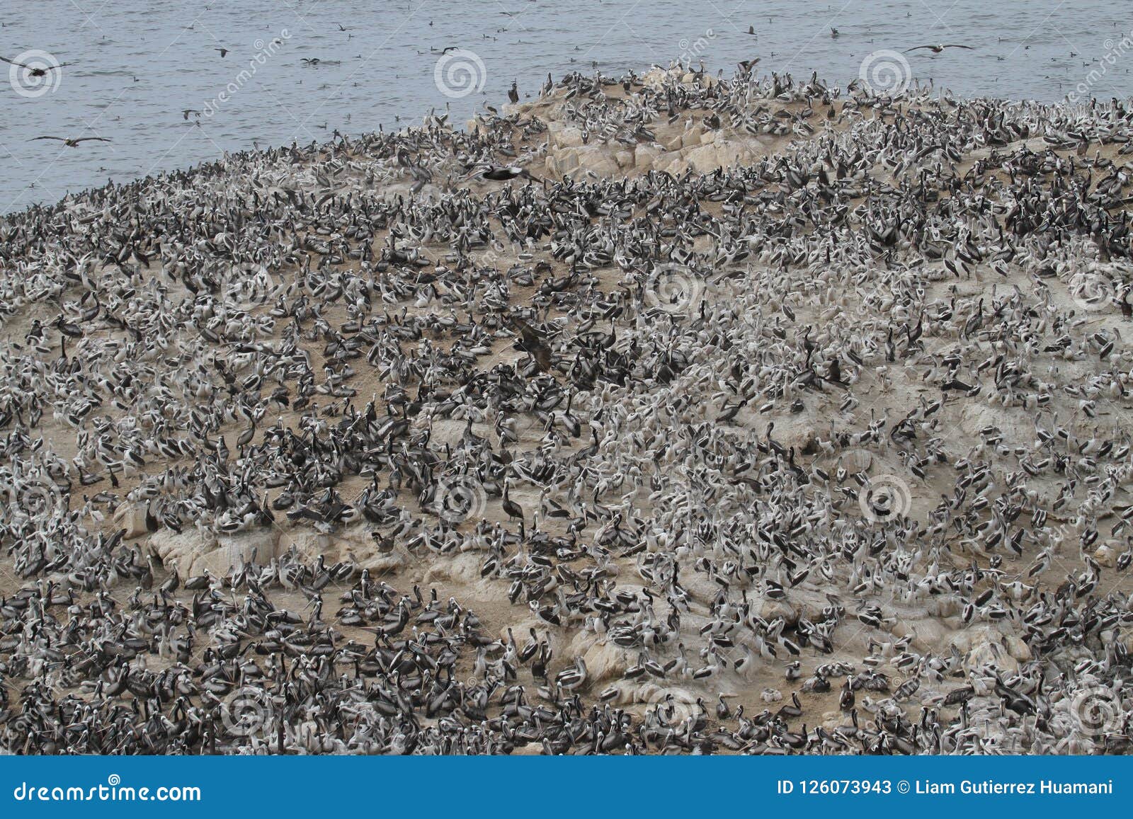 Peruvian Pelican Breeding Colony on Guano Island Stock Image - Image of ...