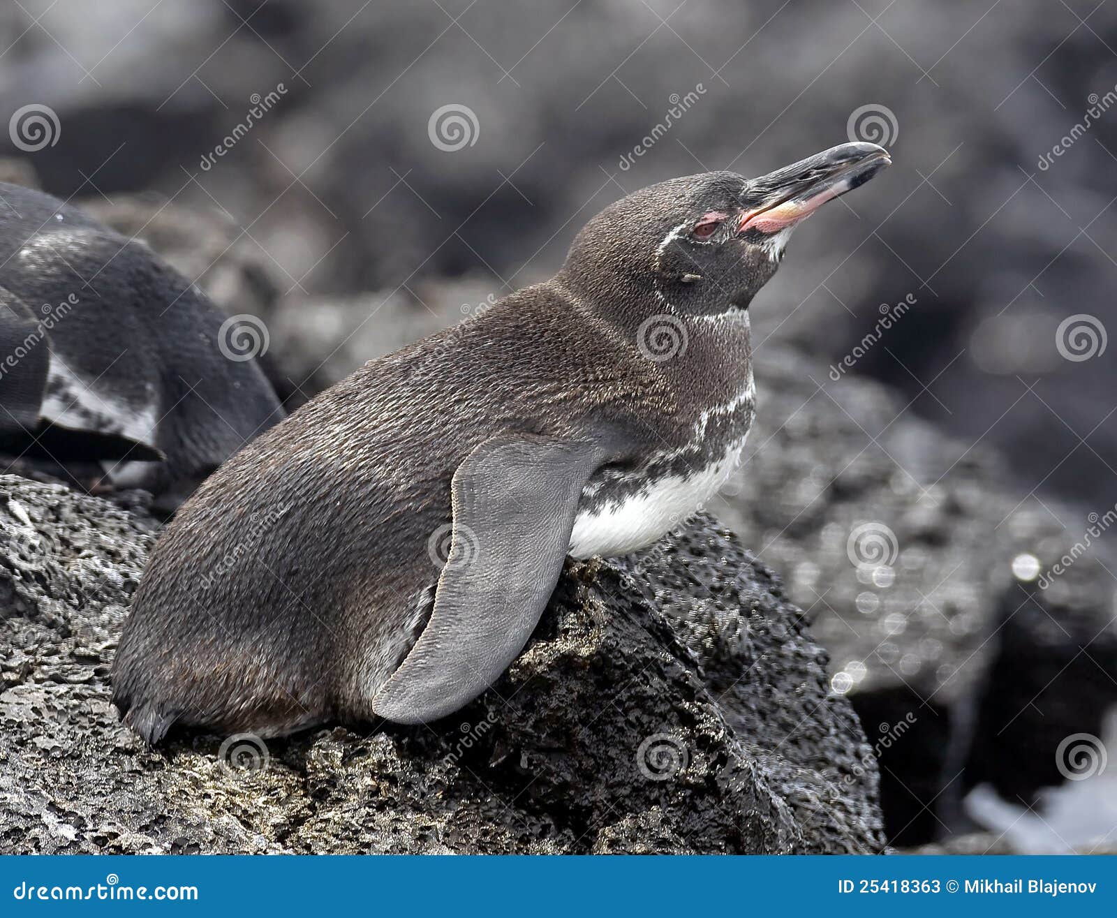 Peruvian penguin 3 stock image. Image of funny, black - 25418363
