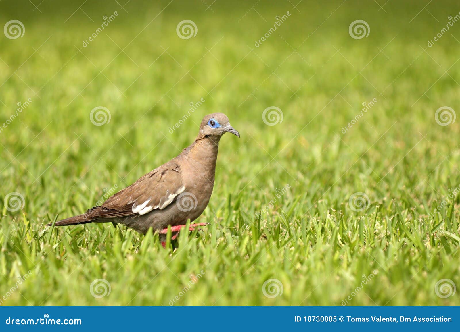 Peruvian Pigeon RoyaltyFree Stock Photography
