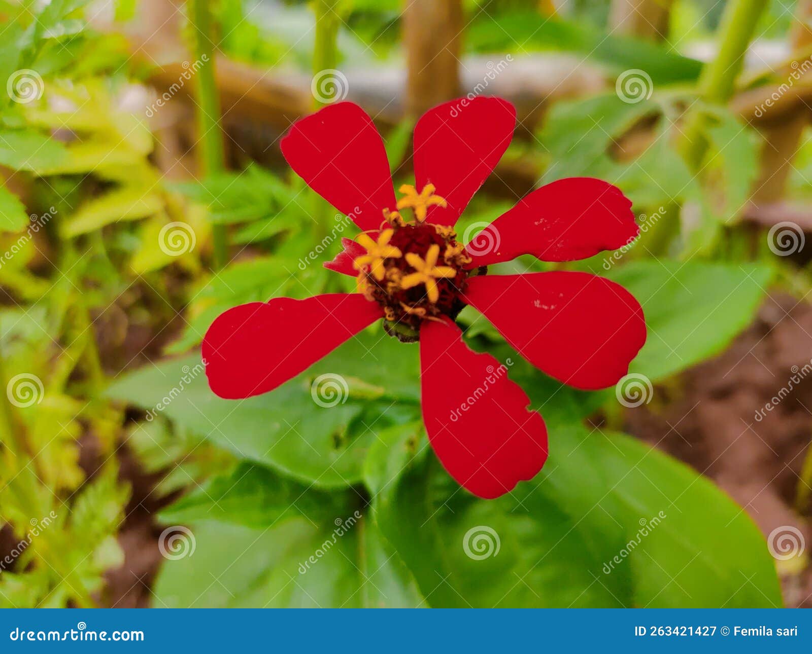 Peruvian Zinnia the Most Beautiful Flower Stock Image Image of leaf