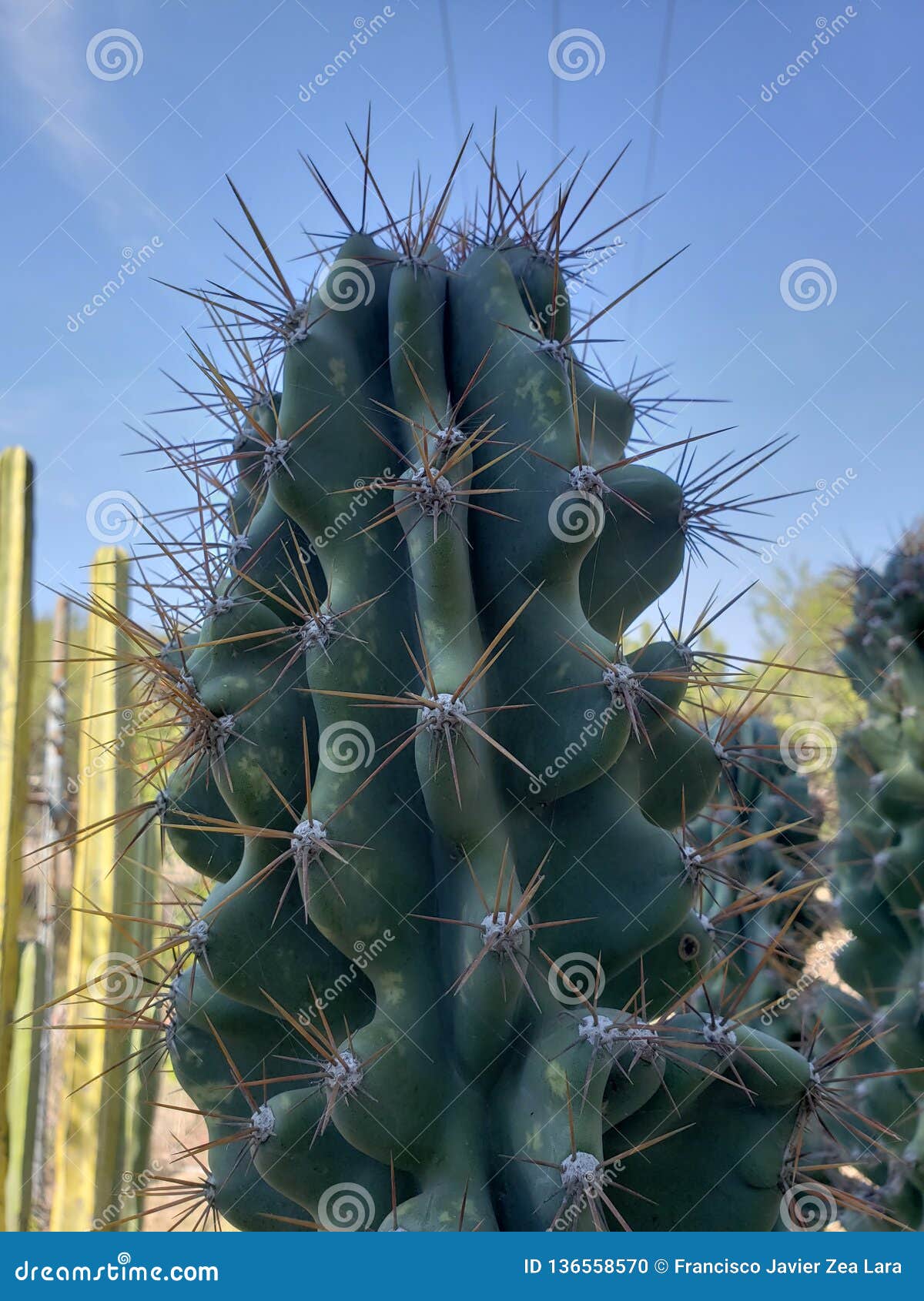 Peruvianus Do Círio, Planta Do Cacto Do Monstro Em Um Jardim Foto de Stock  - Imagem de planta, jardins: 136558570