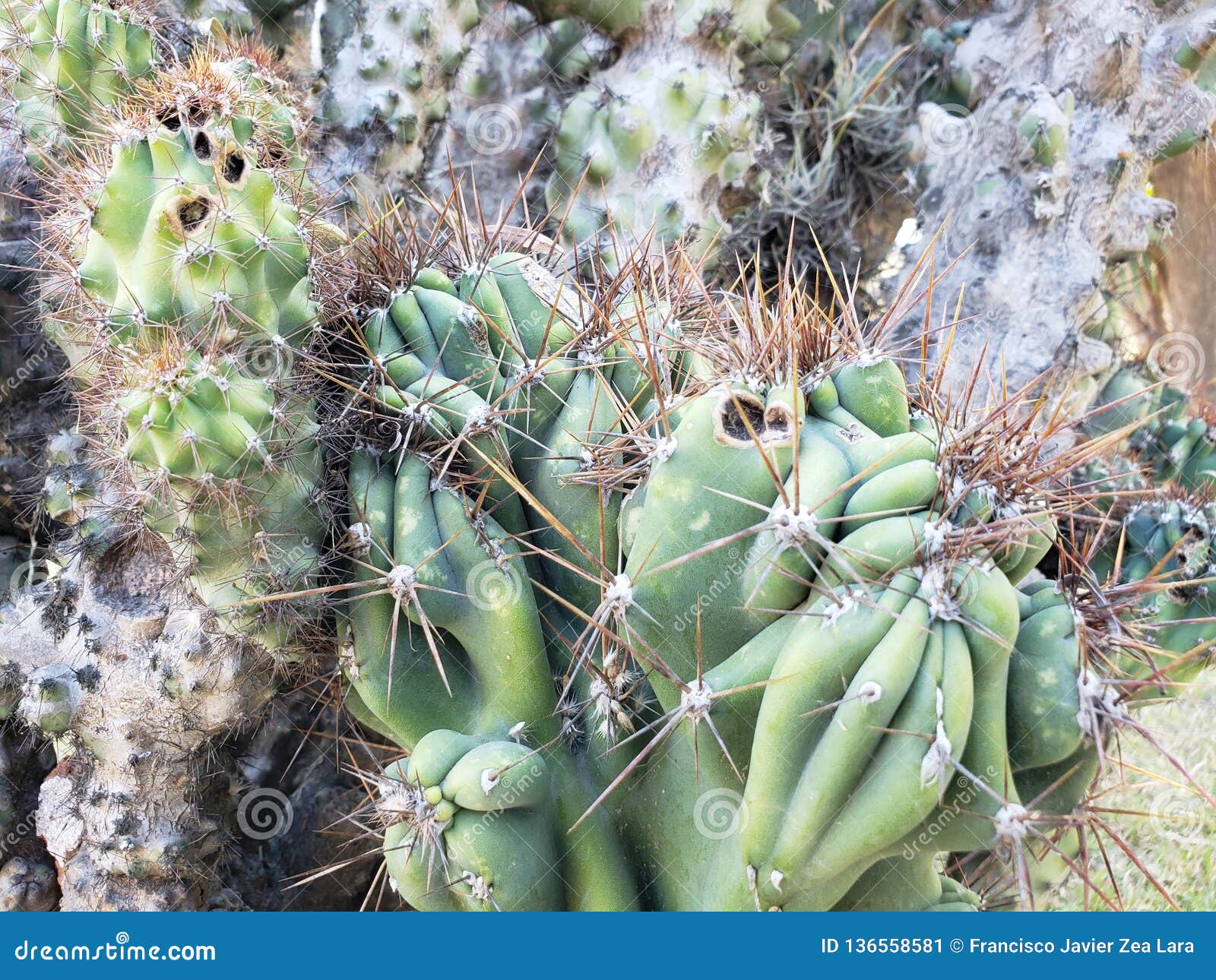 Peruvianus Do Círio, Planta Do Cacto Do Monstro Em Um Jardim Imagem de  Stock - Imagem de planta, jardins: 136558581