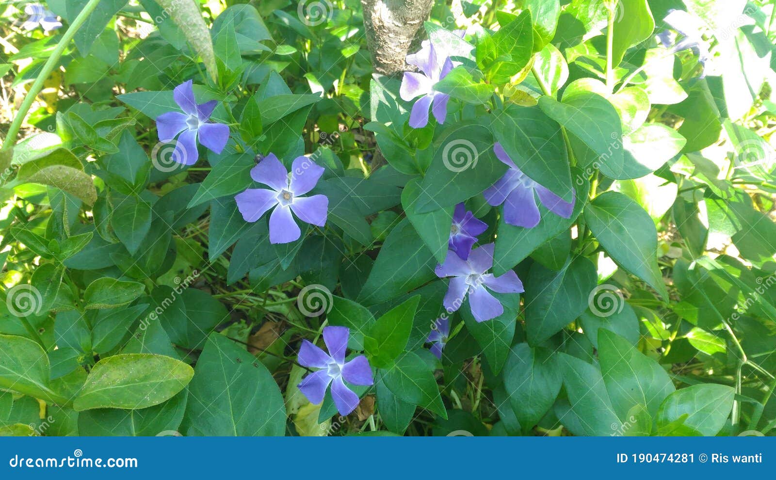 pervinca minor, officinal plant. purple flower. piante officinali.