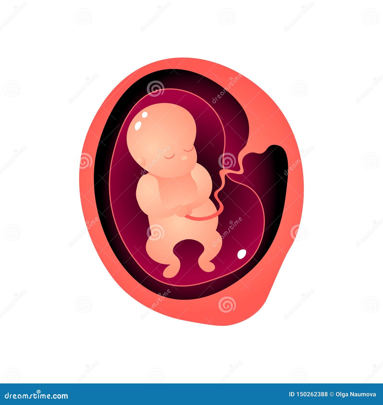 Período Del Embarazo De La Mujer, Sueño Del Bebé En Panza De La Madre