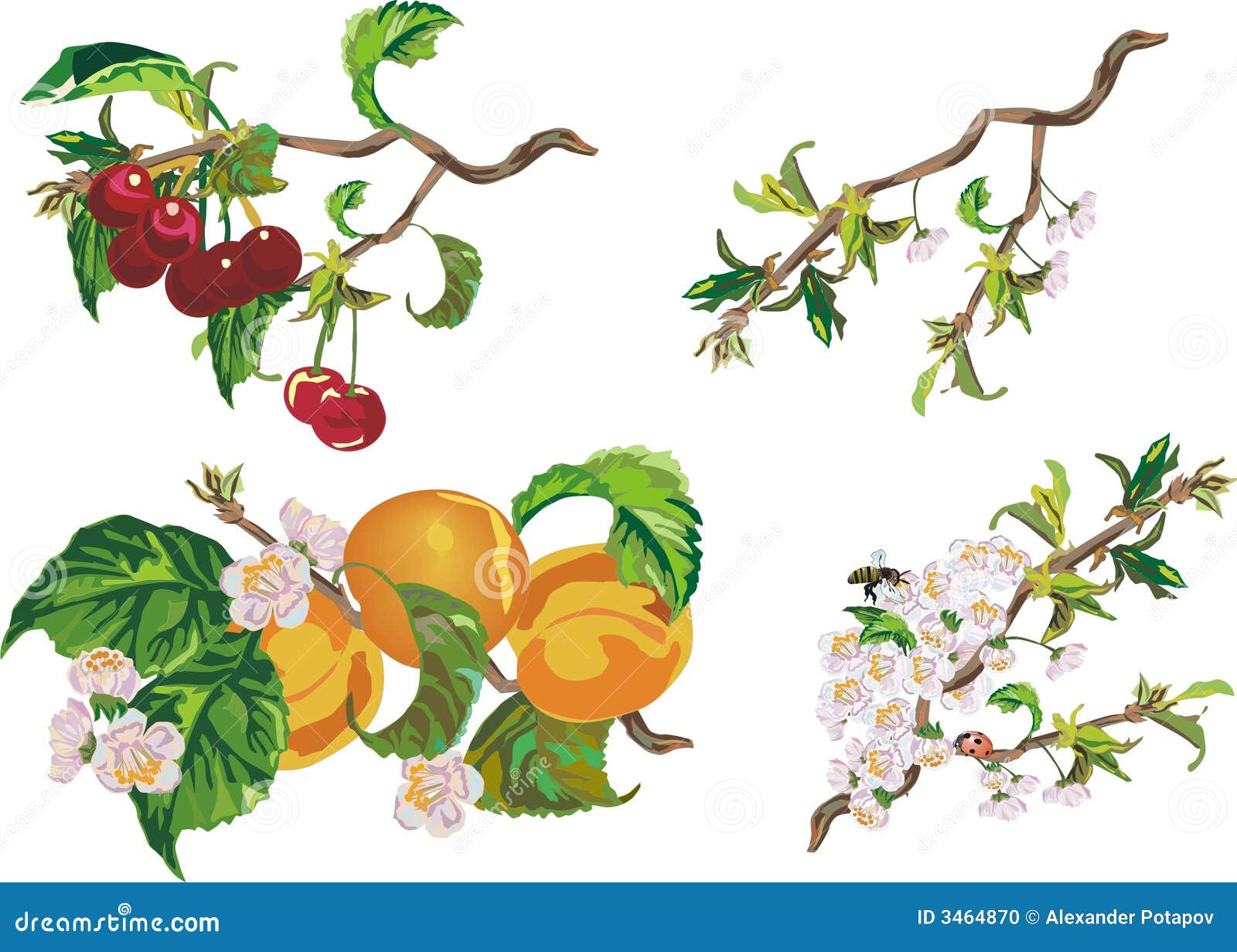 Pesca ciliegia e fiori