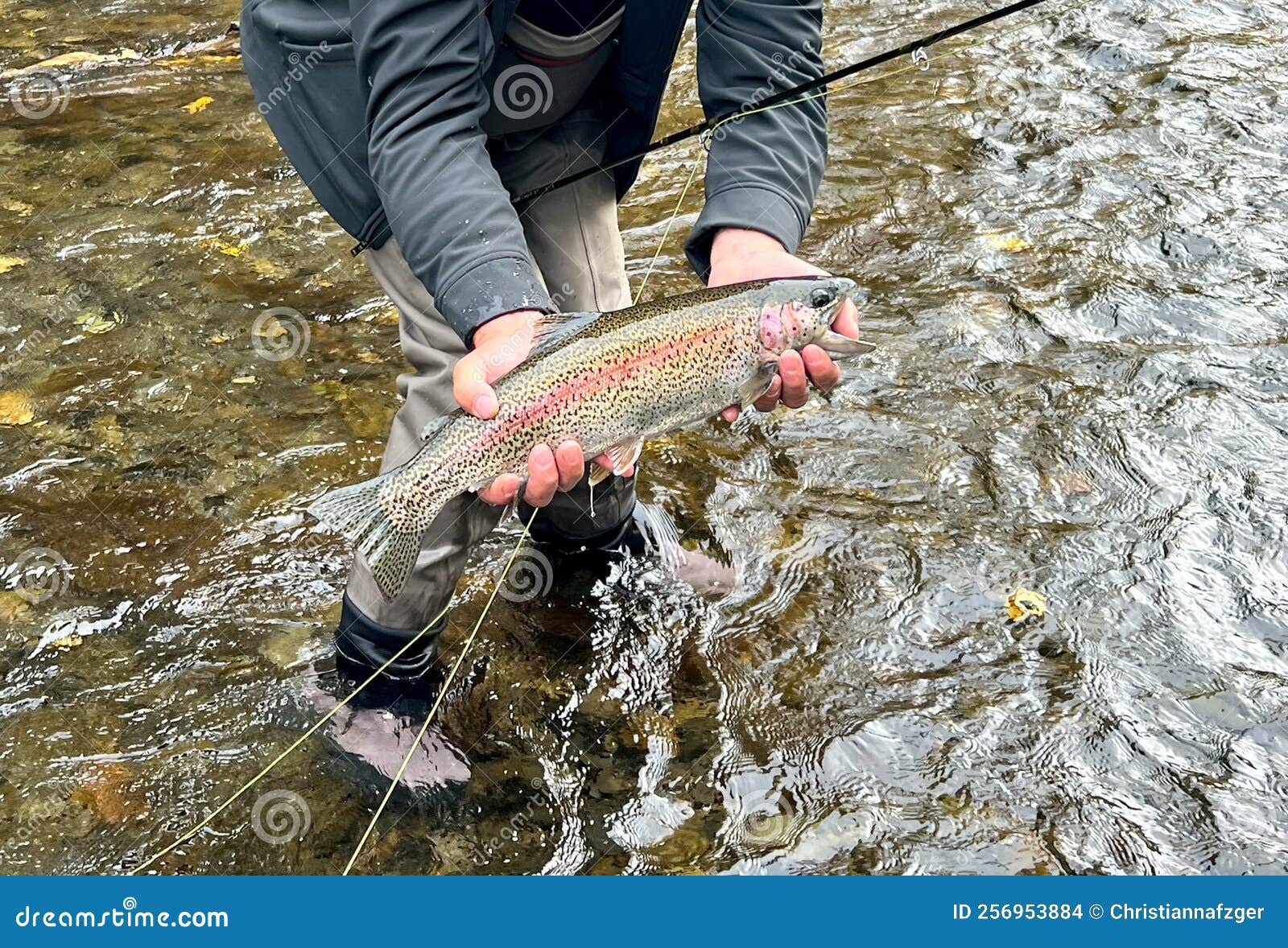 Pesca Con L'arcobaleno Nel Fiume Russo Alaska Fotografia Stock - Immagine  di russo, settembre: 256953884