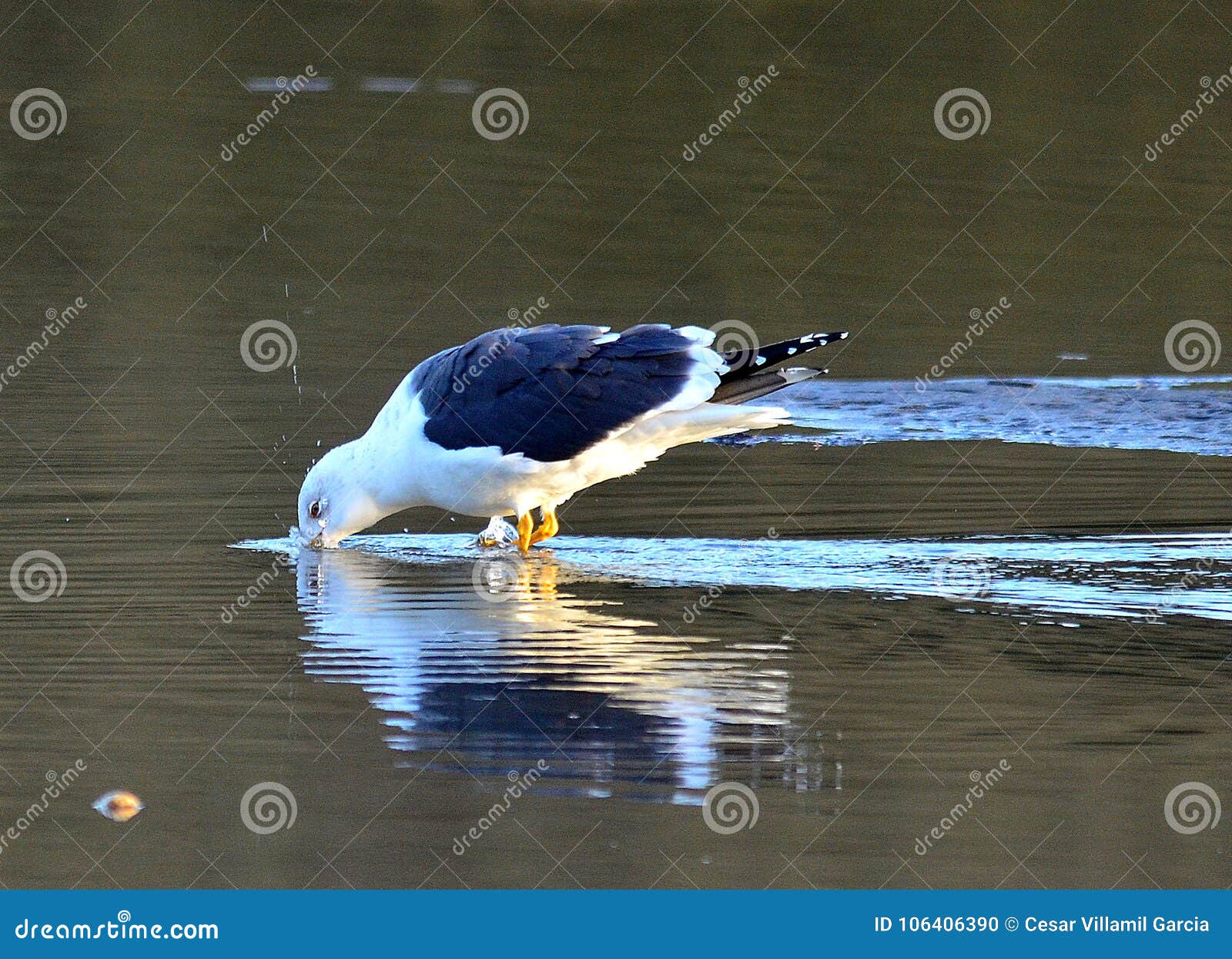Pesca da gaivota no lago foto de stock. Imagem de pesca - 106406390, image size:1600x1245