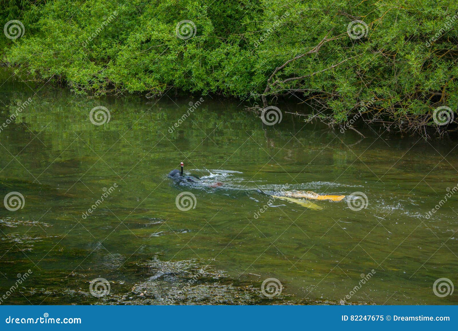 Pesca De La Lanza En Un Río Bajo Imagen de archivo - Imagen de vergonzoso,  verde: 82247675