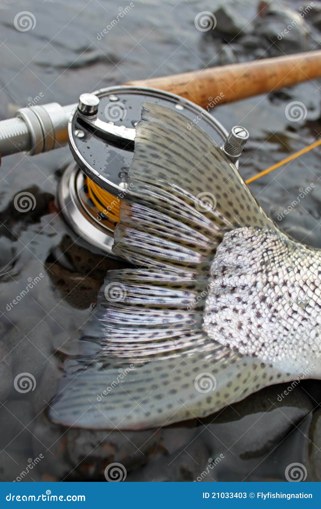 Pesca A Mosca Della Trota In Primavera, Periodo Brachy - Foto 4