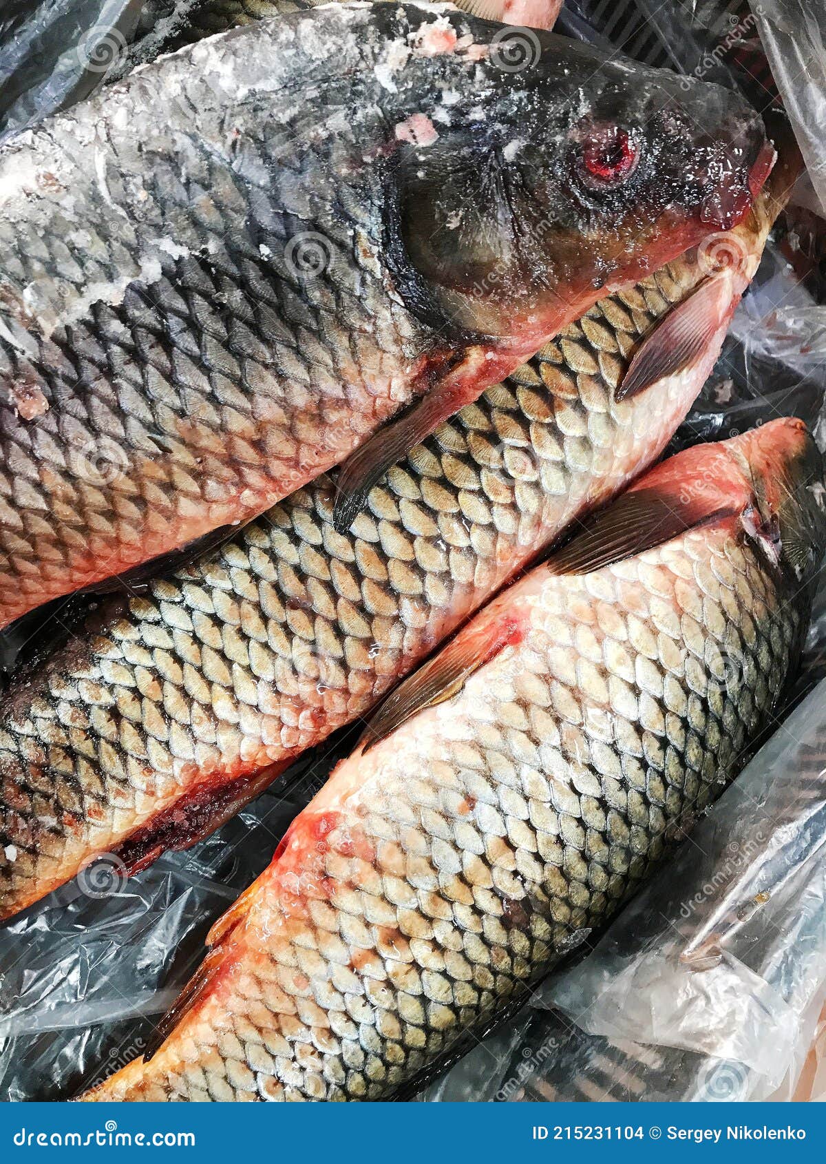 Pescado Congelado. Mercado De Pescado Fresco. Dorada Foto de