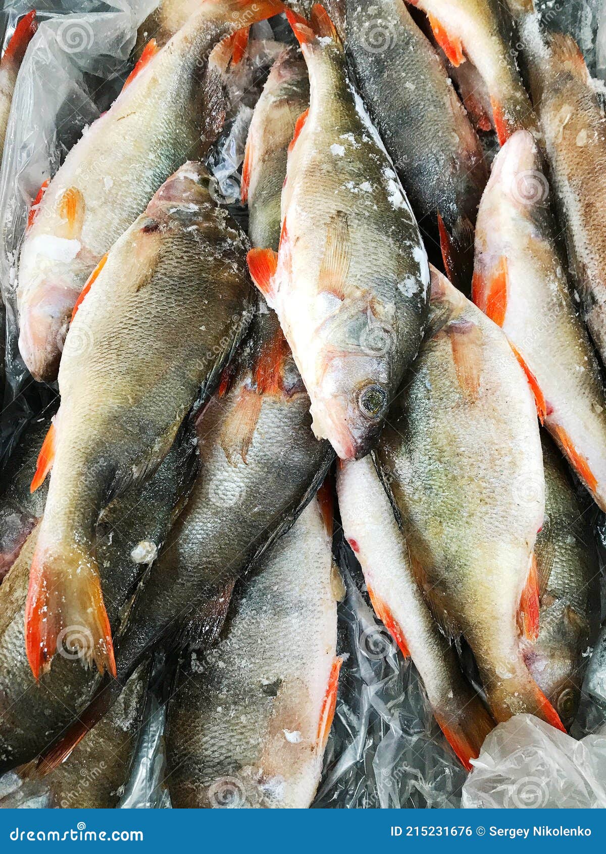 Pescado Congelado. Mercado De Pescado Fresco. Dorada Foto de archivo -  Imagen de pila, salud: 215231676